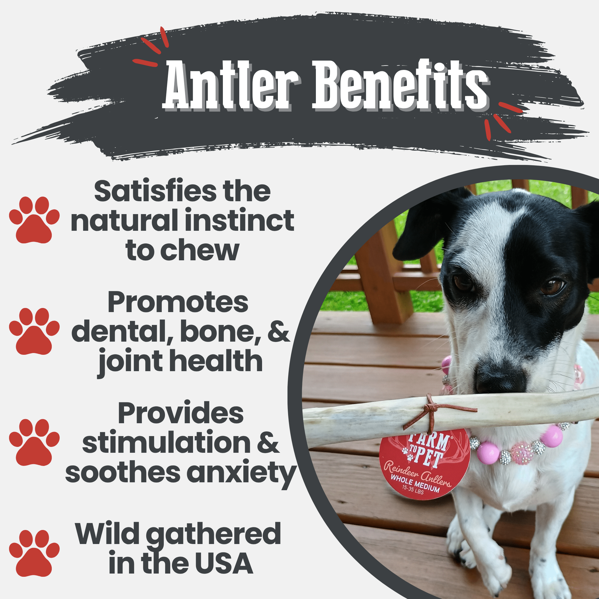 Reindeer Antler Dog Chews | Organic Chews for Dogs - Elite Pet Collective