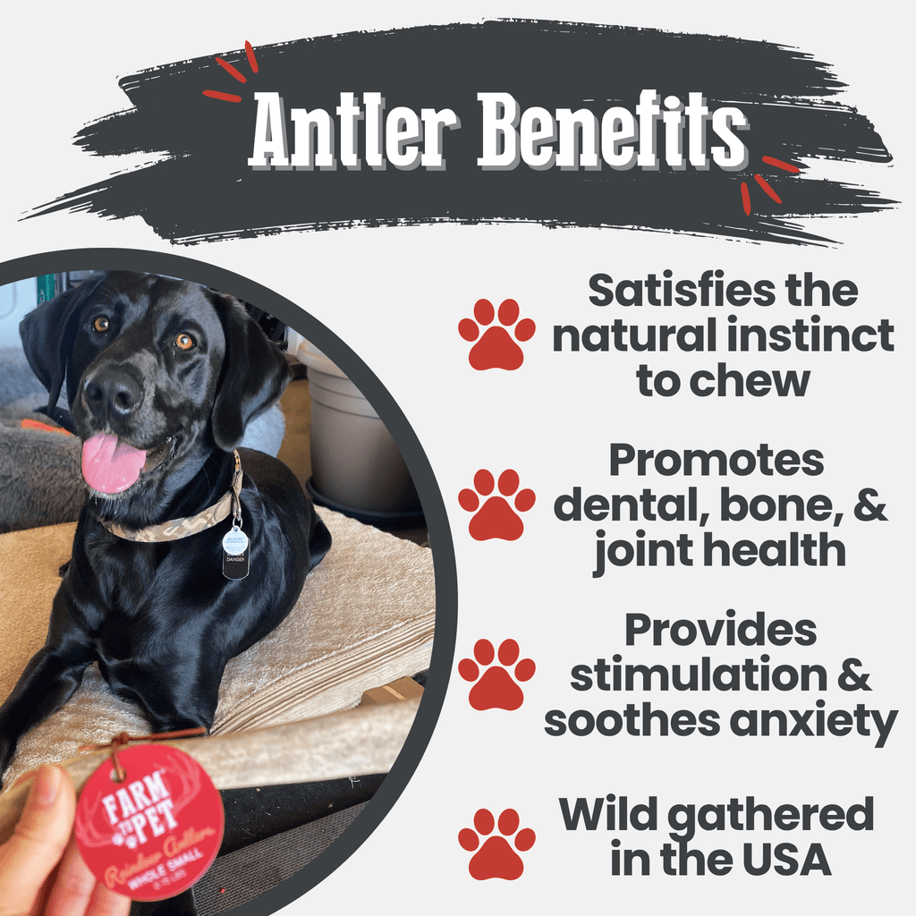 Reindeer Antler Dog Chews | Organic Chews for Dogs - Elite Pet Collective