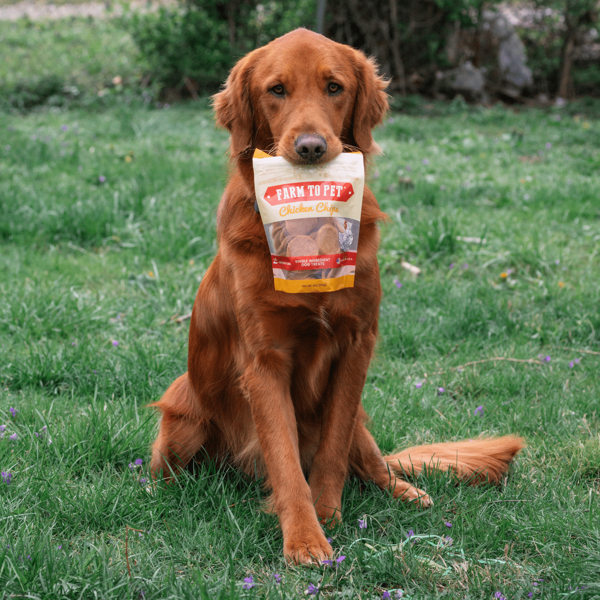 Chicken Chips for Dogs | All-Natural Single-Ingredient Dog Treats - Elite Pet Collective
