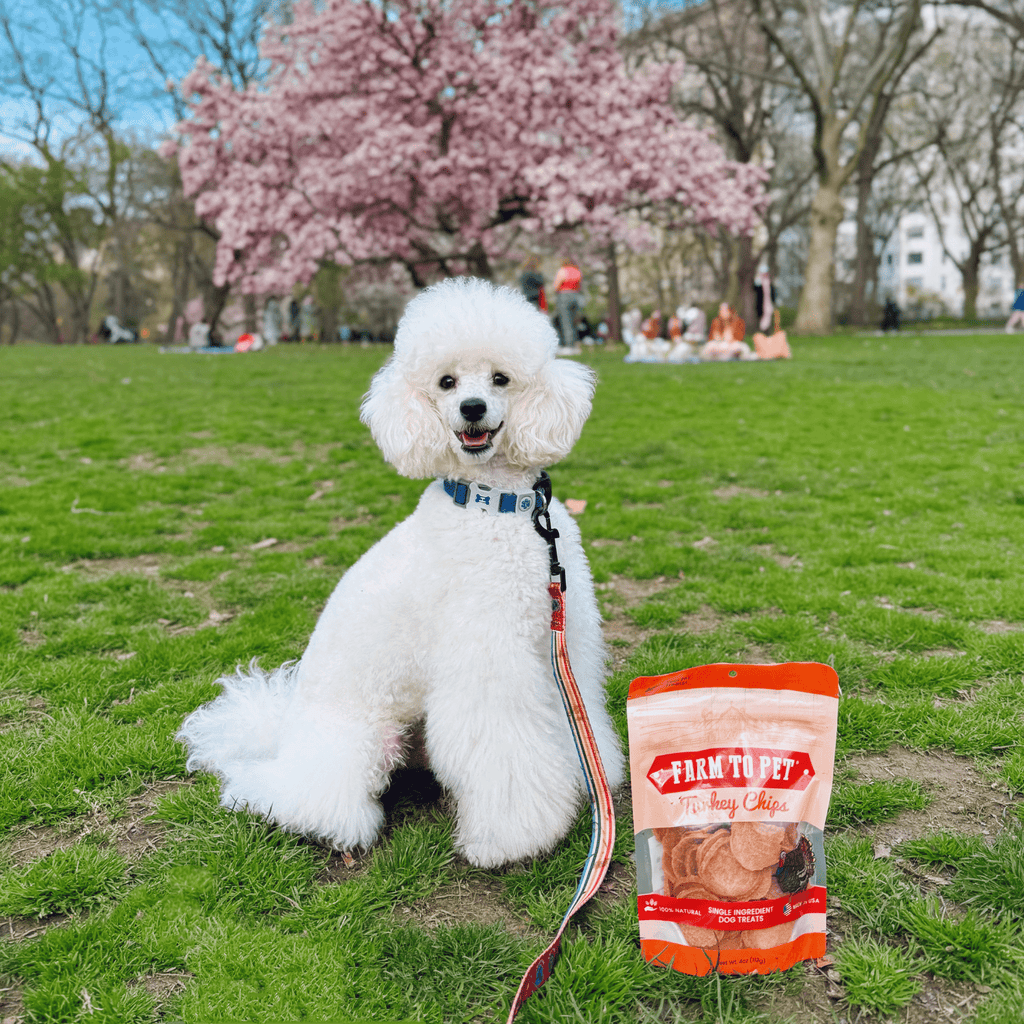 Turkey Chips for Dogs | All-Natural Single-Ingredient Healthy Dog Treats - Elite Pet Collective