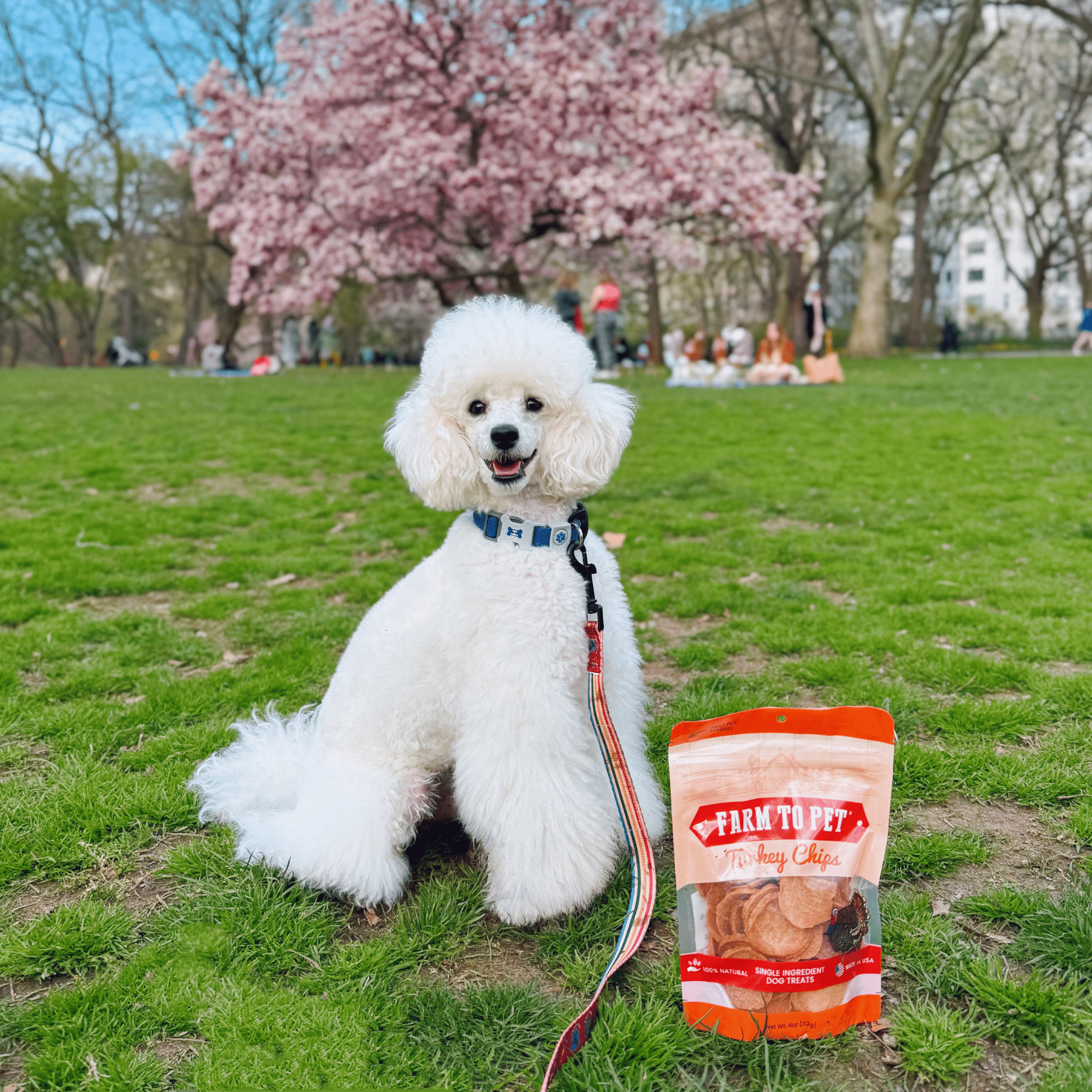 Turkey Chips for Dogs | All-Natural Single-Ingredient Healthy Dog Treats - Elite Pet Collective