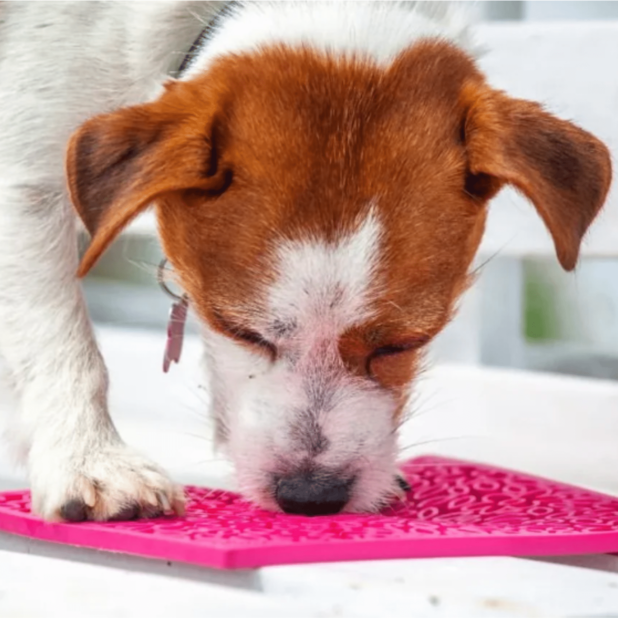 Lick Mats for Cats and Small Dogs - Elite Pet Collective