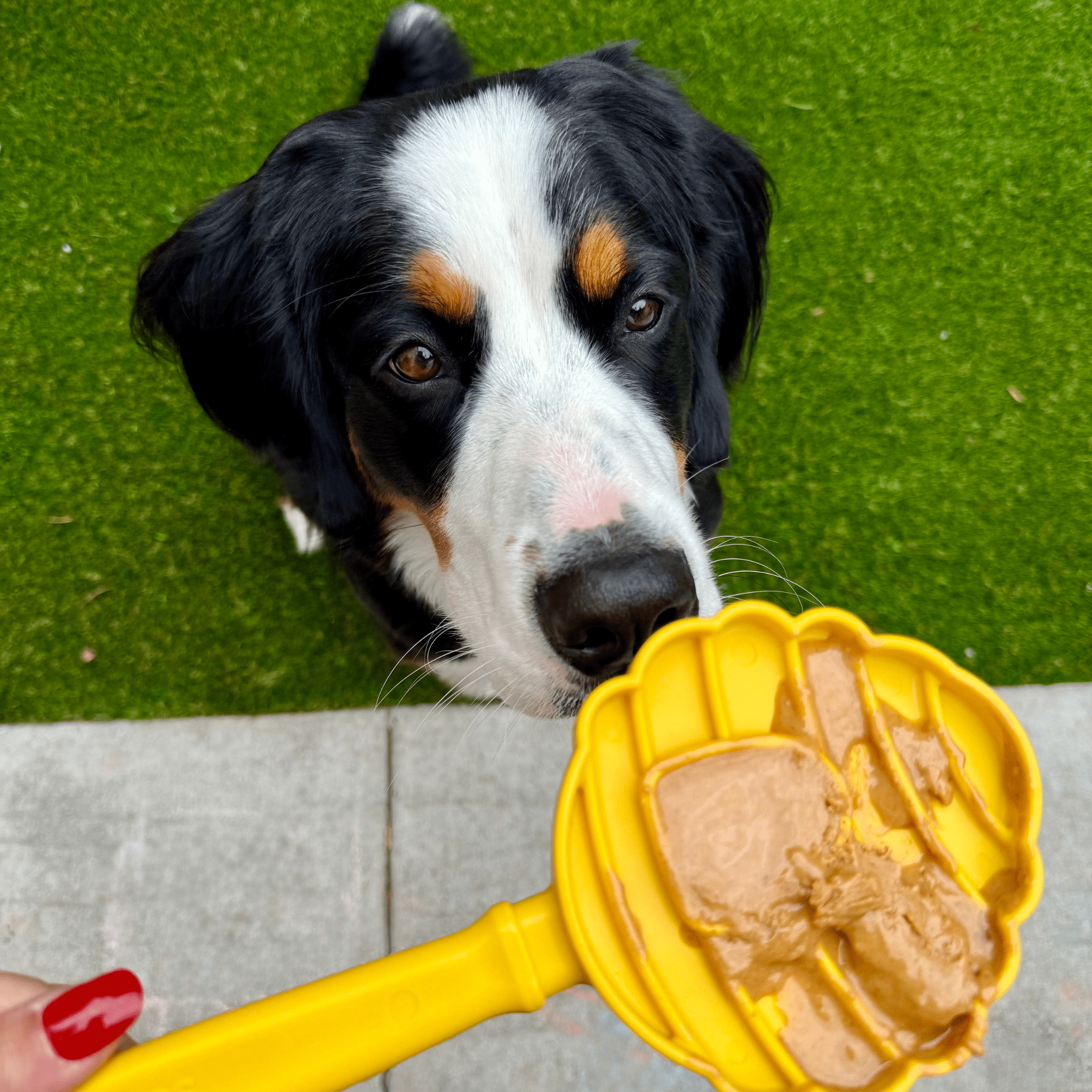Lick Sticks | Interactive Dog Training Toy - Elite Pet Collective