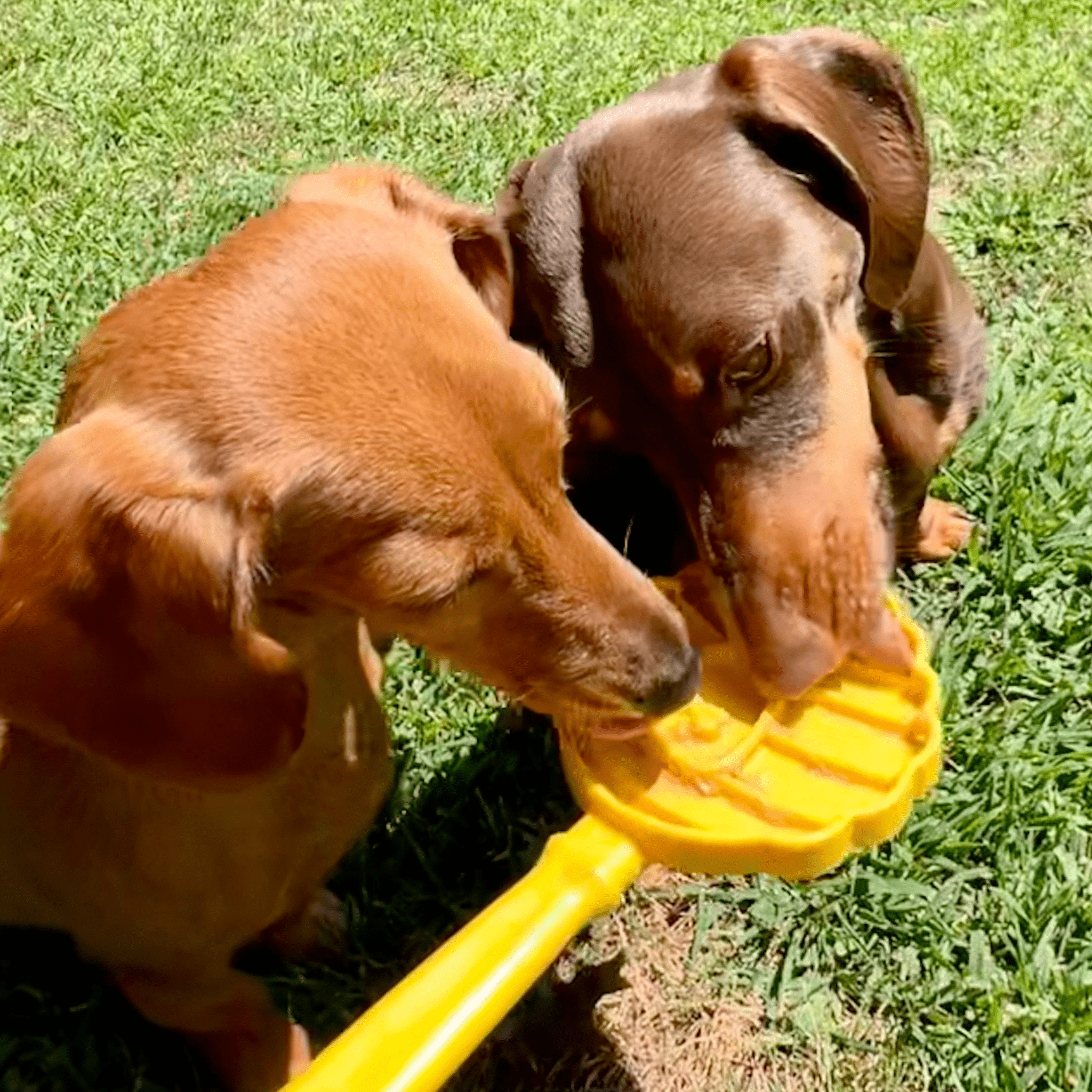 Lick Sticks | Interactive Dog Training Toy - Elite Pet Collective