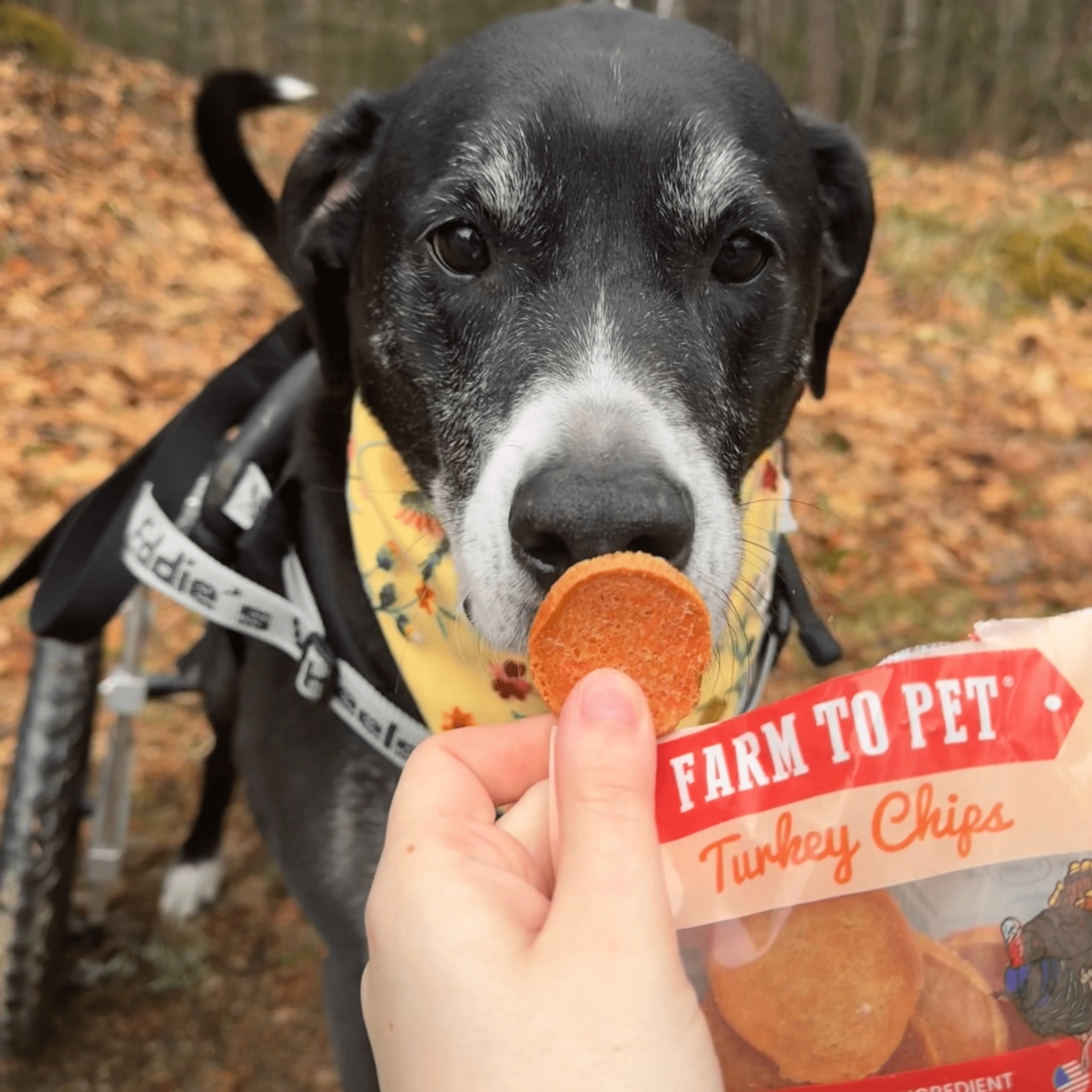 Turkey Chips Snack Pack Bundles | Low Allergen Treats for Training - Elite Pet Collective