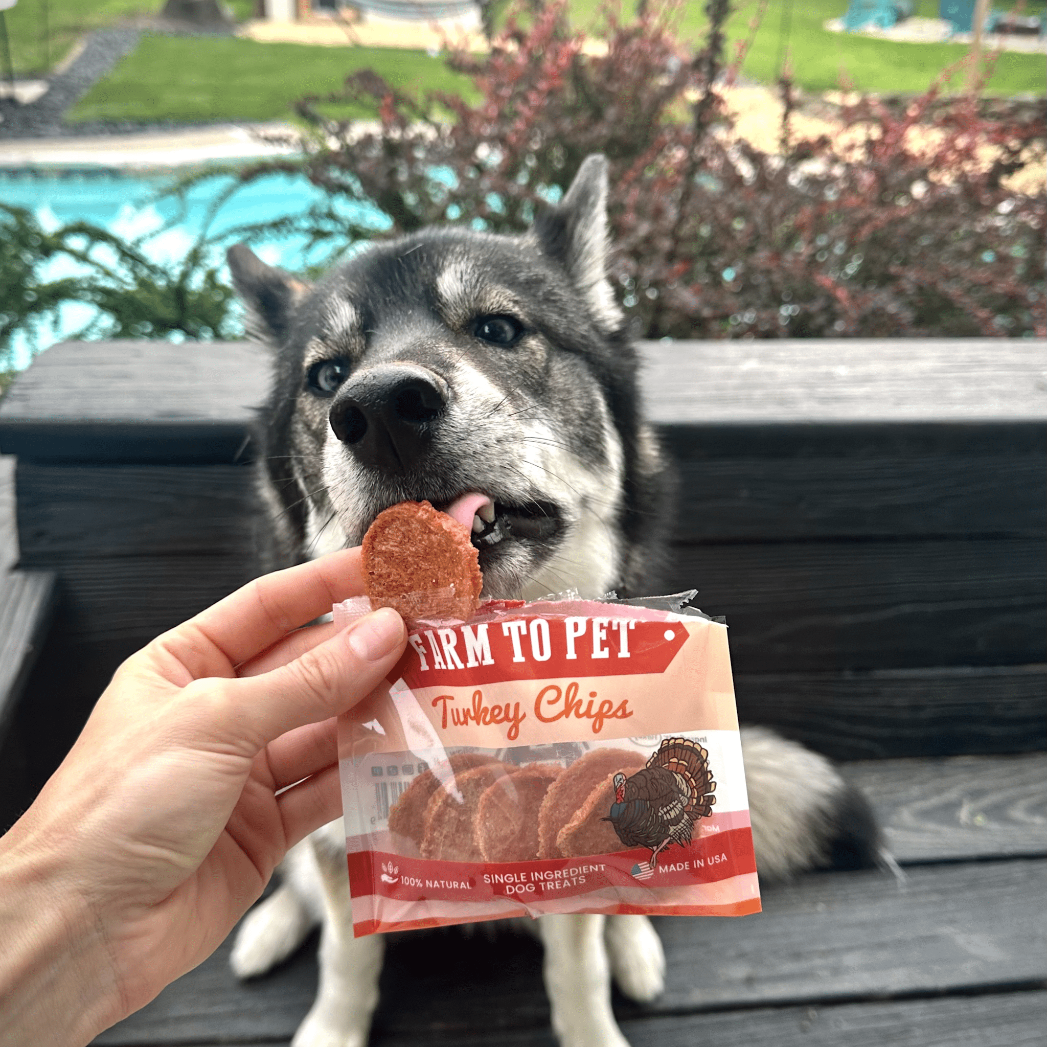 Turkey Chips Snack Pack Bundles | Low Allergen Treats for Training - Elite Pet Collective