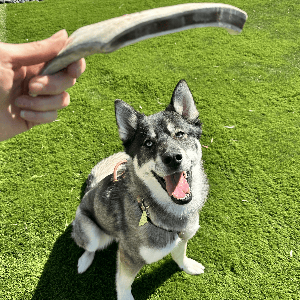 Reindeer Antler Dog Chews | Organic Chews for Dogs - Elite Pet Collective