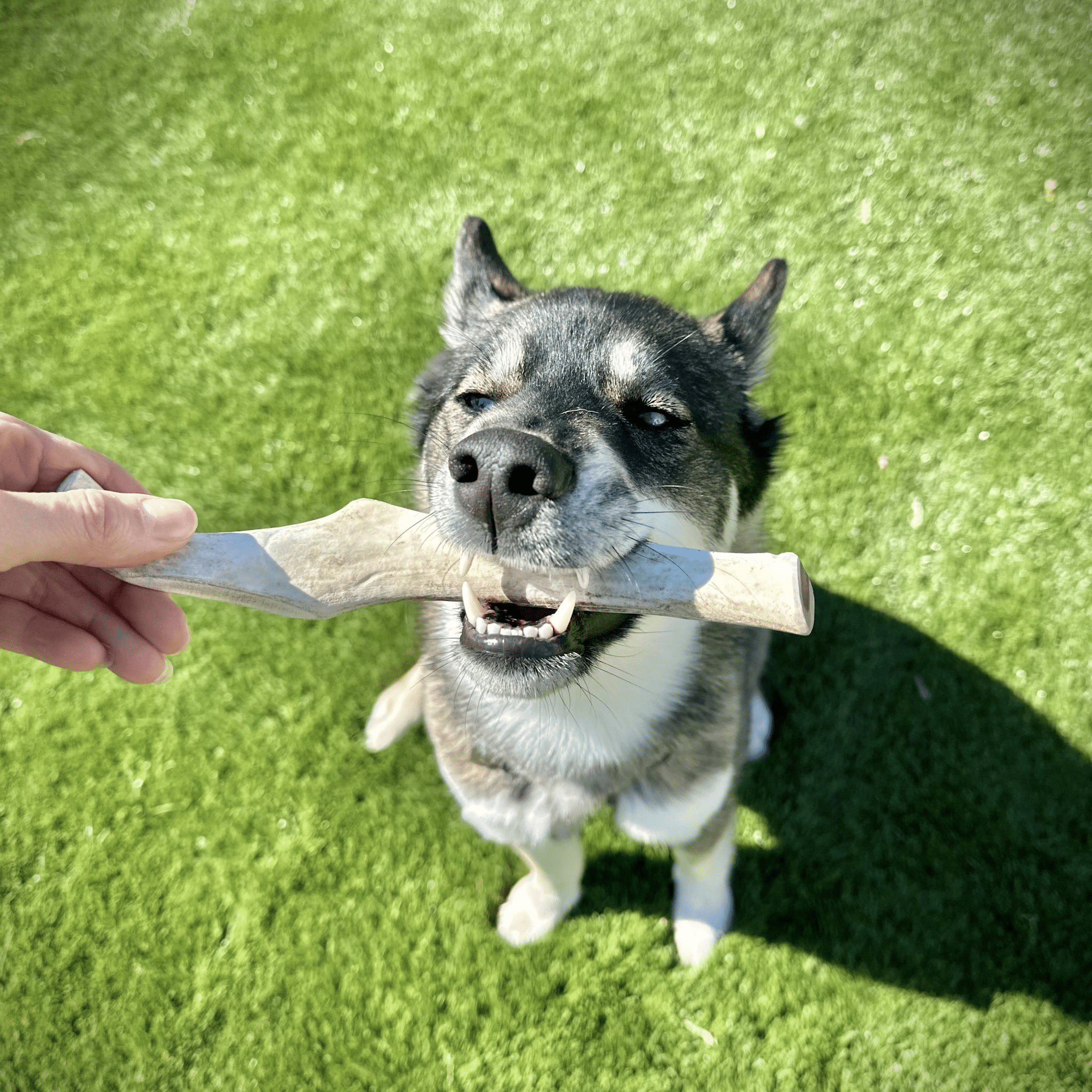 Reindeer Antler Dog Chews | Organic Chews for Dogs - Elite Pet Collective