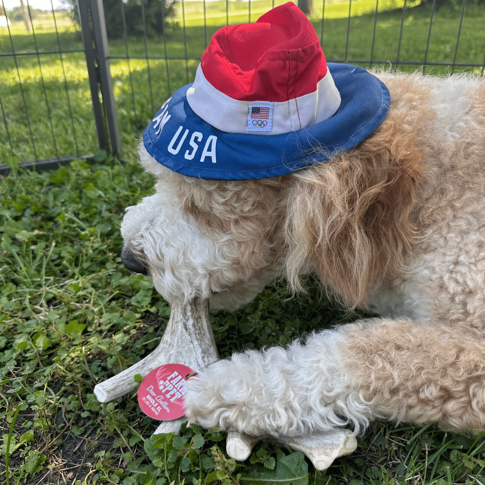 Deer Antler Dog Chews | Organic Chews for Dogs - Elite Pet Collective