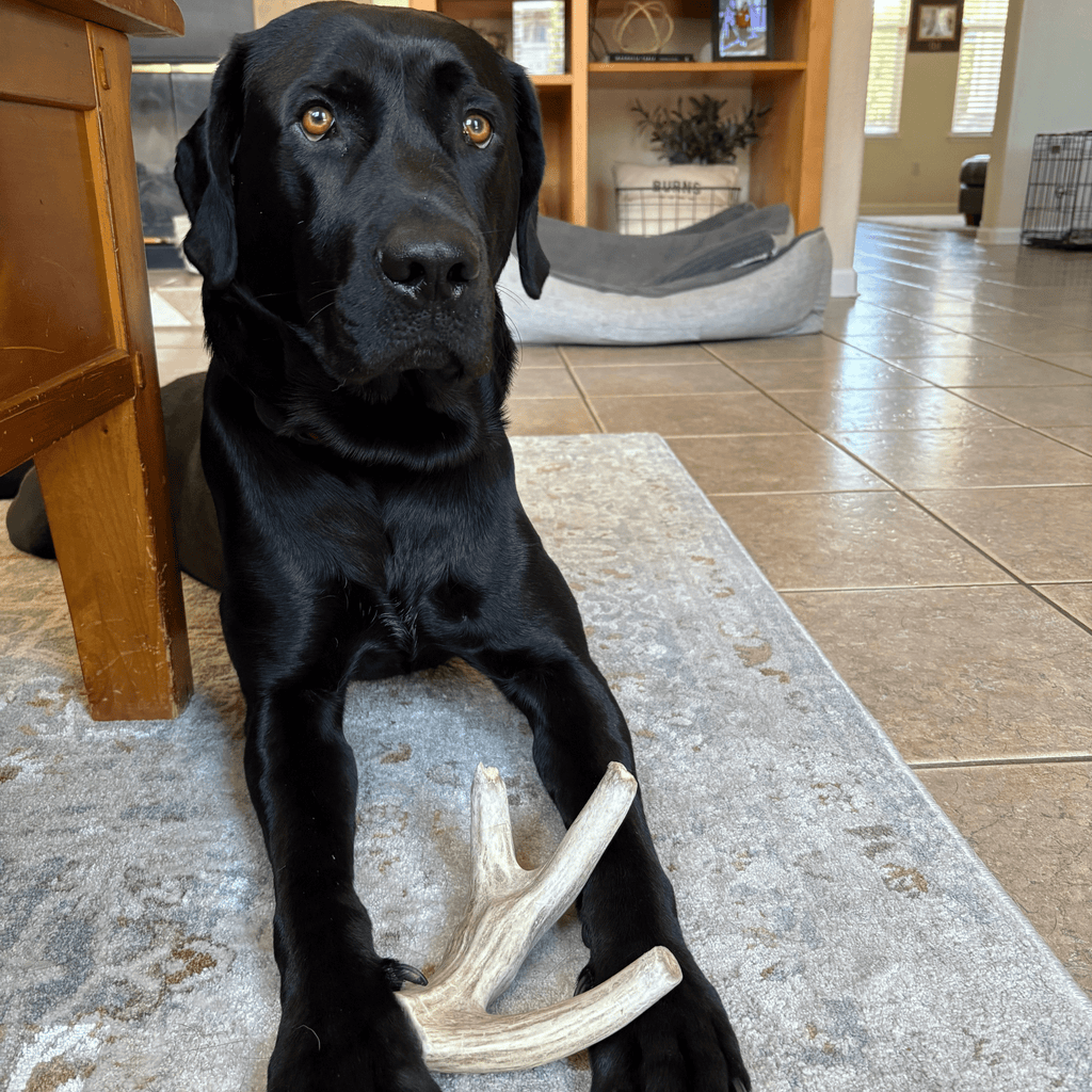Deer Antler Dog Chews | Organic Chews for Dogs - Elite Pet Collective
