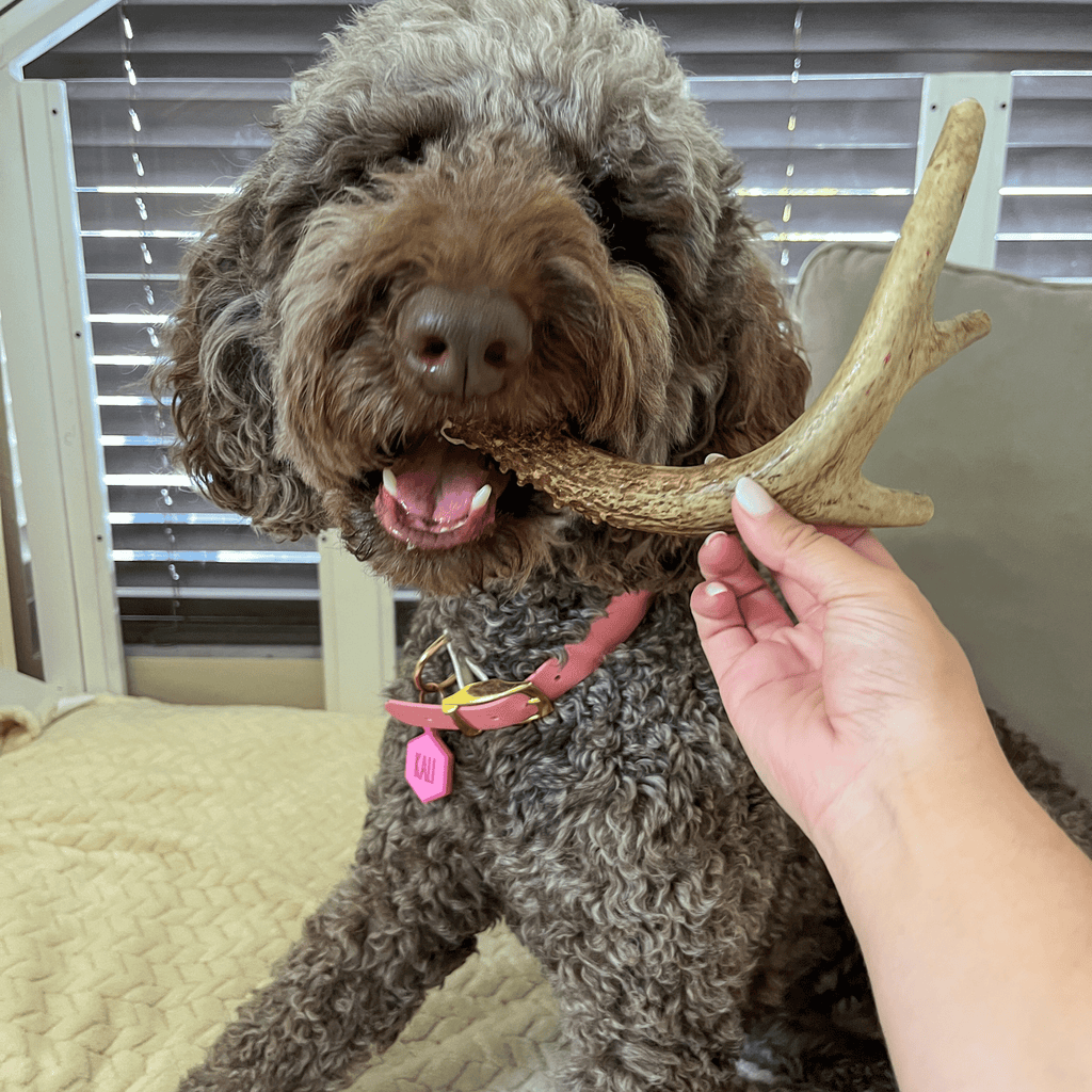 Deer Antler Dog Chews | Organic Chews for Dogs - Elite Pet Collective