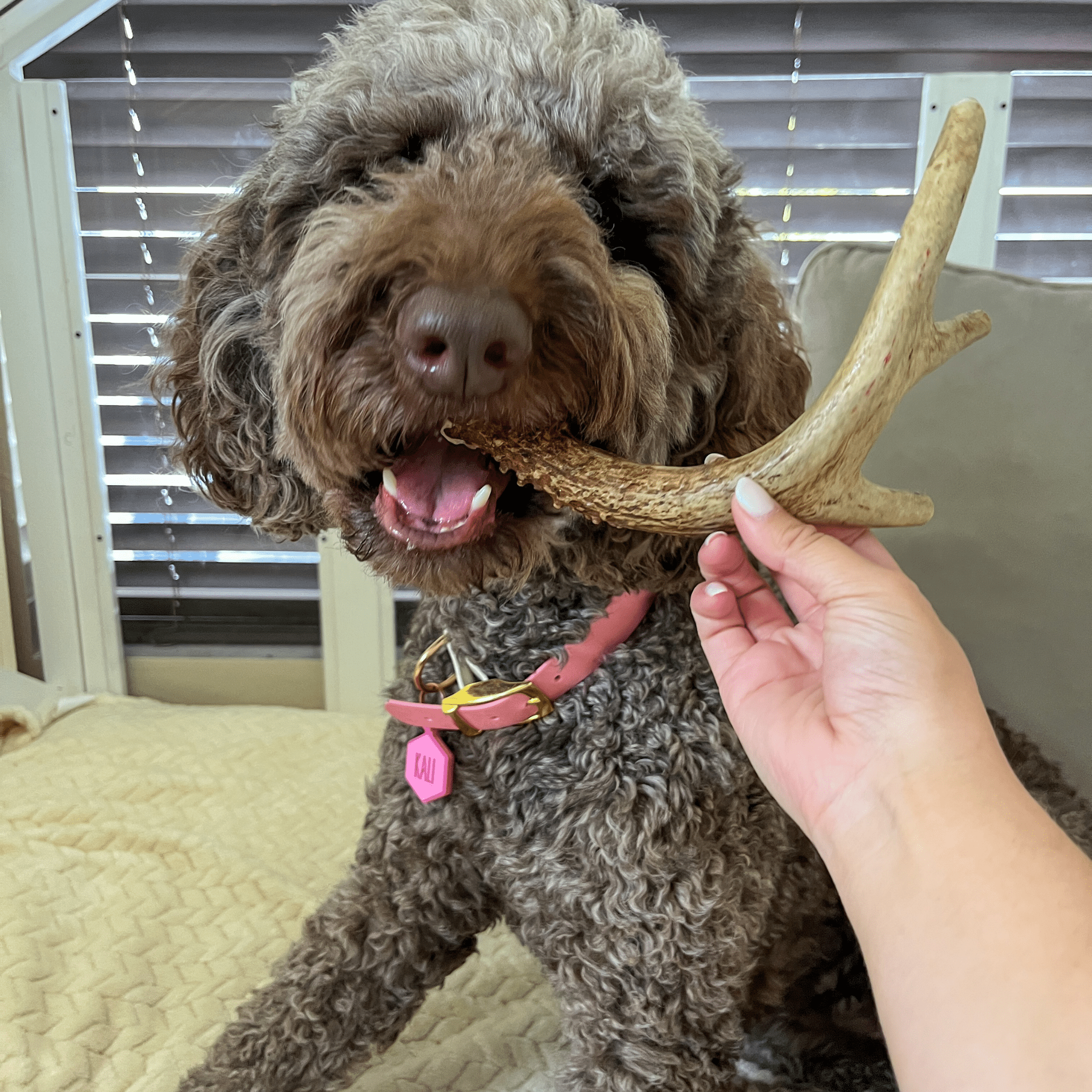Deer Antler Dog Chews | Organic Chews for Dogs - Elite Pet Collective