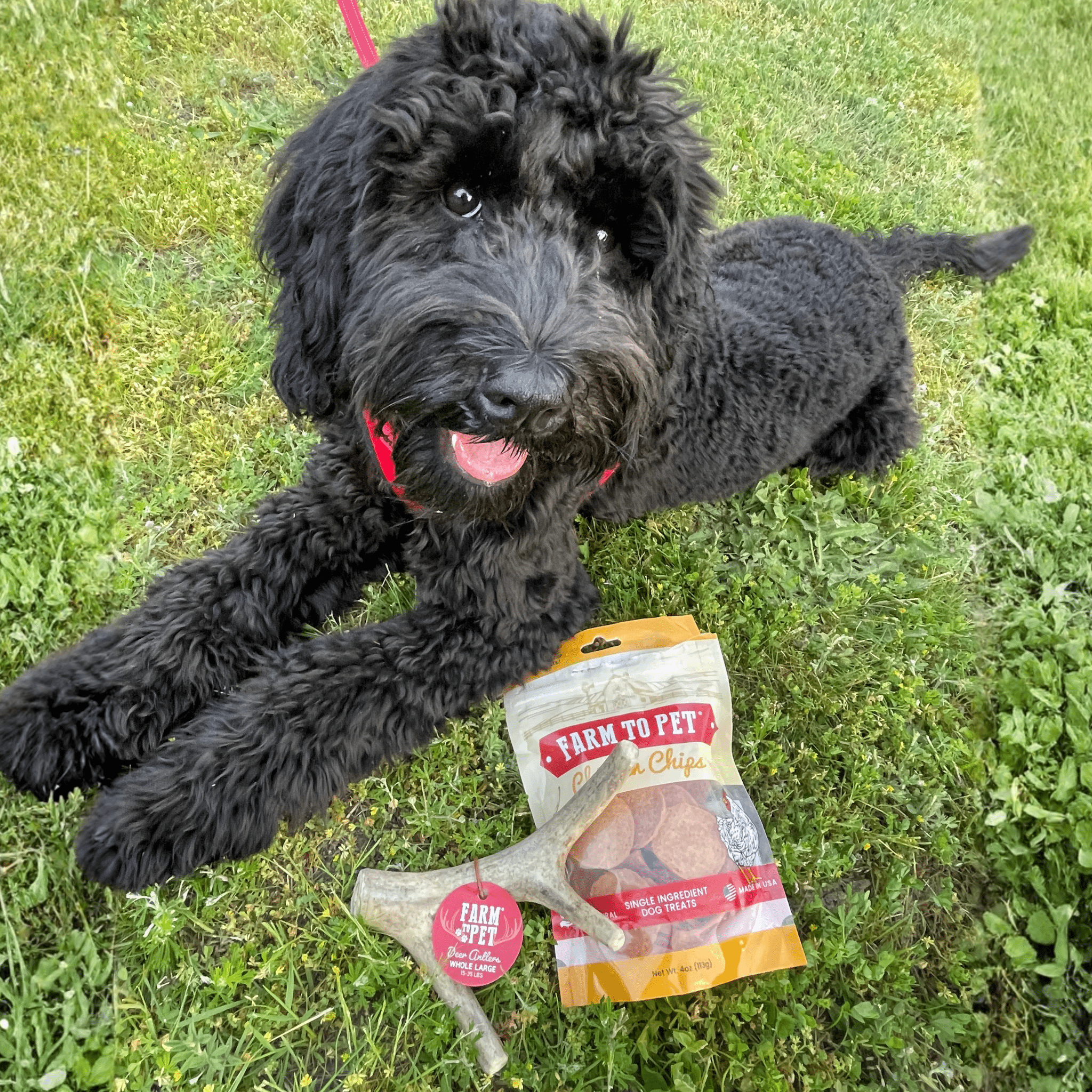 Deer Antler Dog Chews | Organic Chews for Dogs - Elite Pet Collective