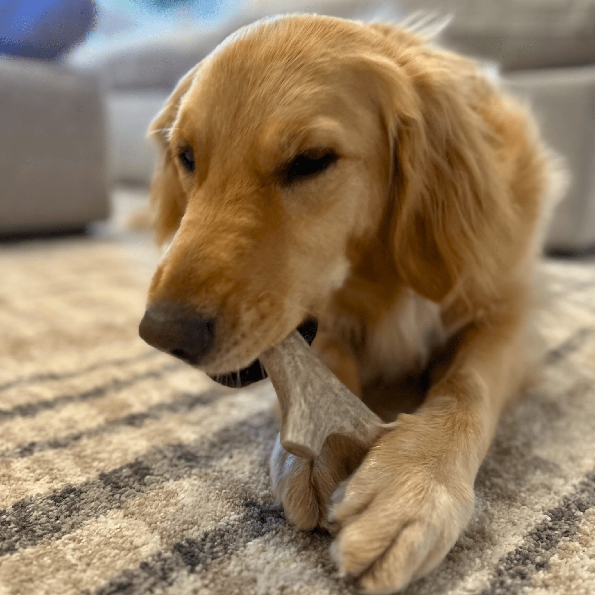 Deer Antler Dog Chews | Organic Chews for Dogs - Elite Pet Collective