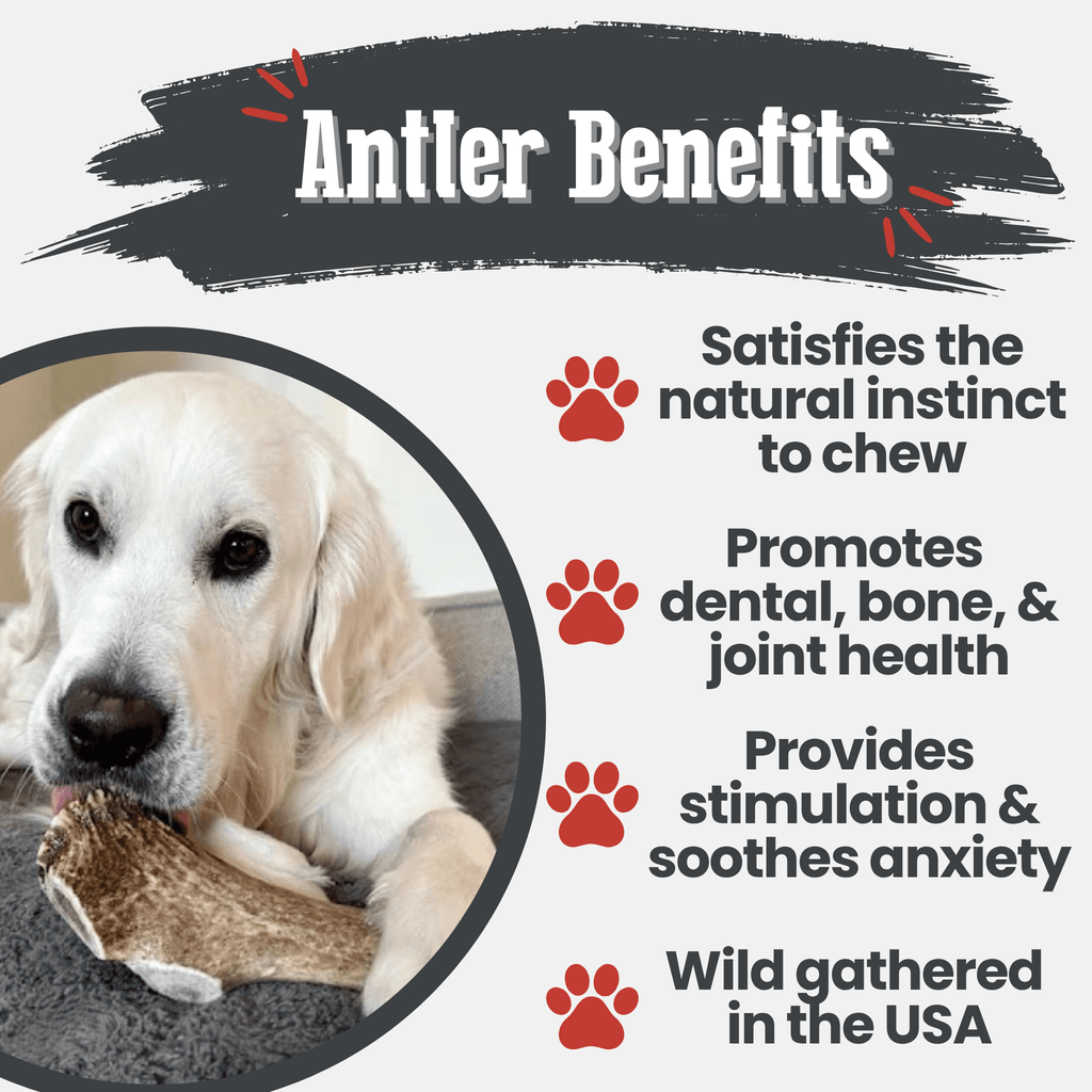 Elk Antler Dog Chews | All-Natural Whole and Split Elk Antler Chews for Dogs - Elite Pet Collective