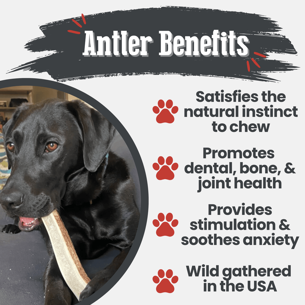 Elk Antler Dog Chews | All-Natural Whole and Split Elk Antler Chews for Dogs - Elite Pet Collective
