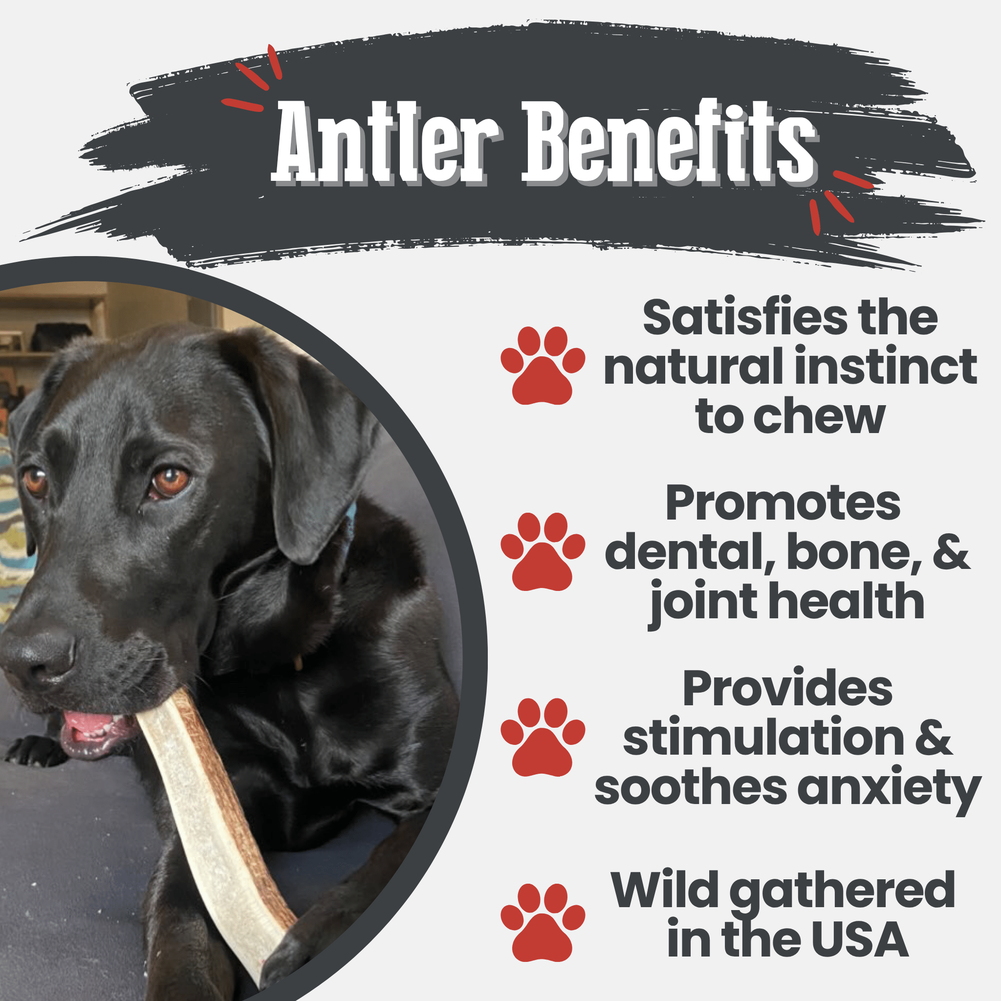 Elk Antler Dog Chews | All-Natural Whole and Split Elk Antler Chews for Dogs - Elite Pet Collective