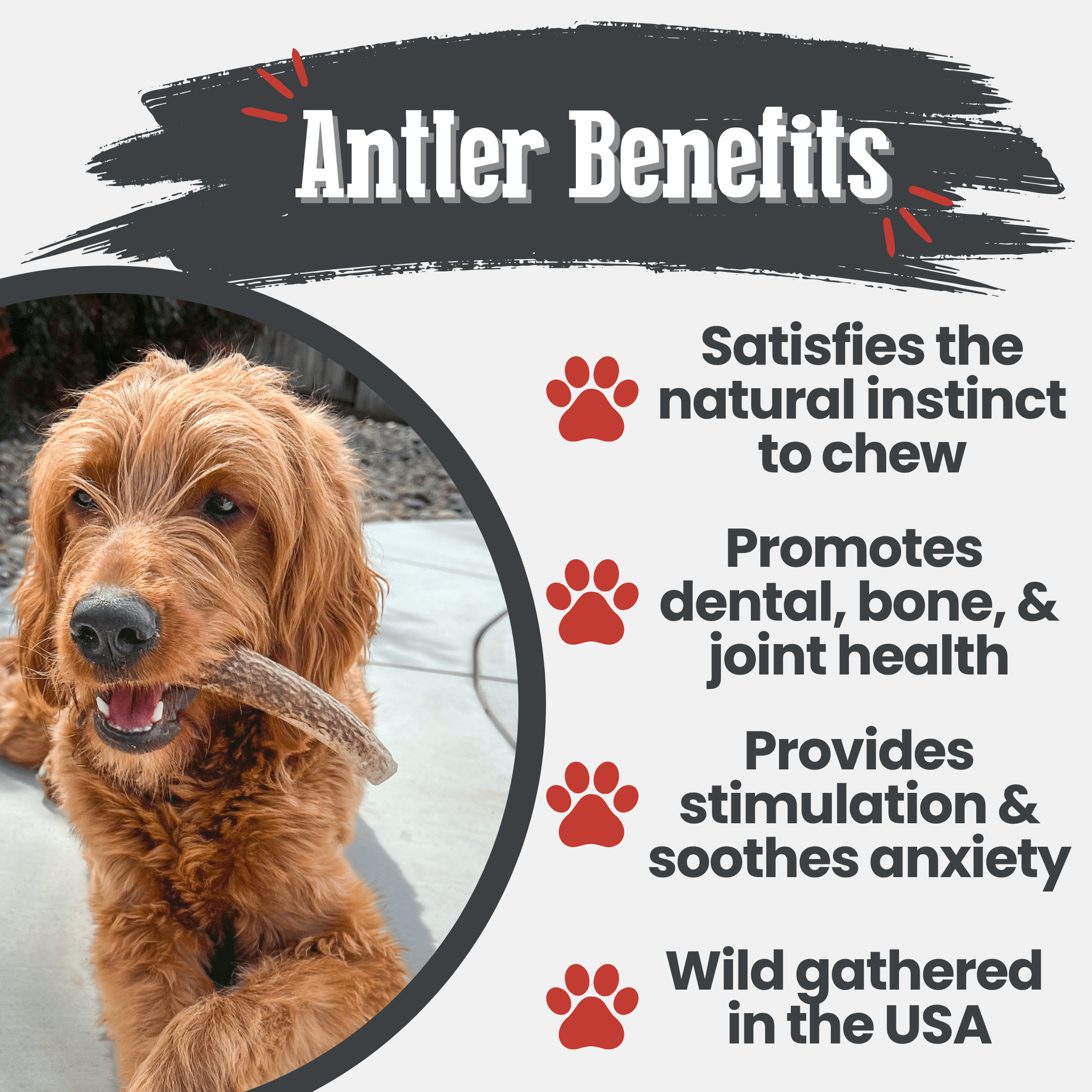 Elk Antler Dog Chews | All-Natural Whole and Split Elk Antler Chews for Dogs - Elite Pet Collective