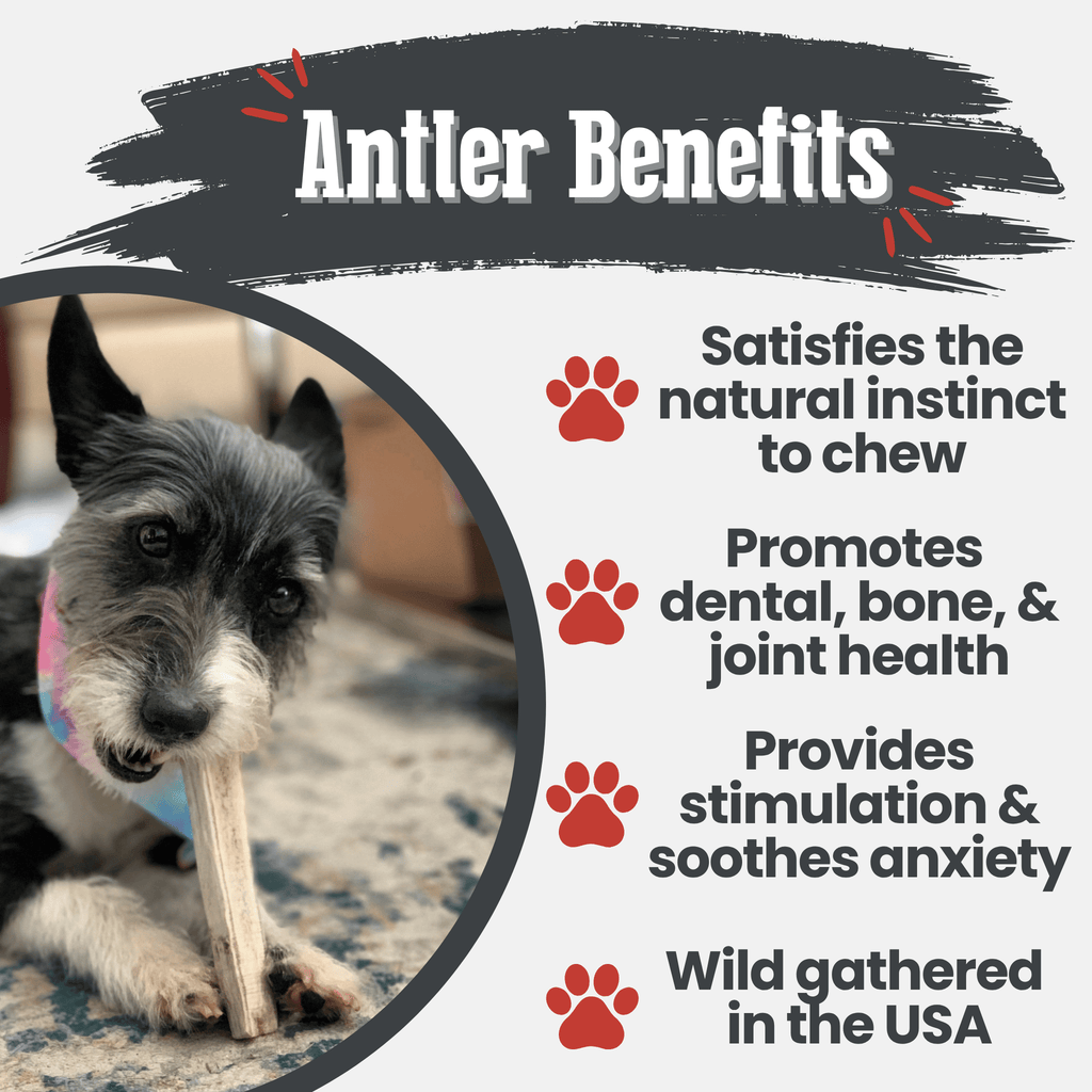 Elk Antler Dog Chews | All-Natural Whole and Split Elk Antler Chews for Dogs - Elite Pet Collective