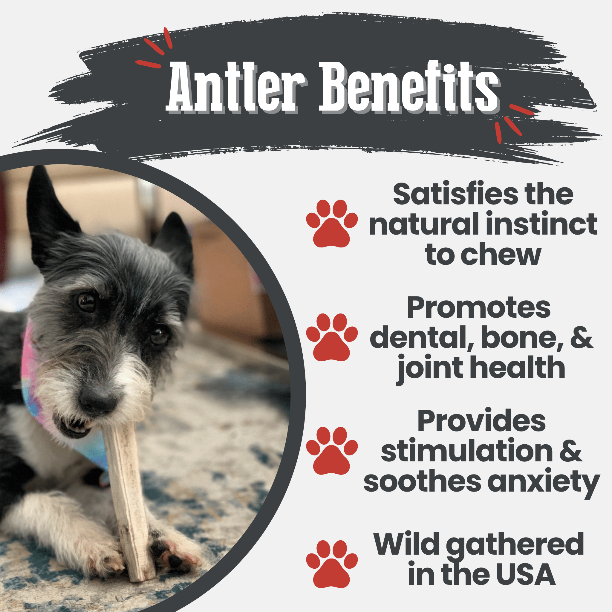 Elk Antler Dog Chews | All-Natural Whole and Split Elk Antler Chews for Dogs - Elite Pet Collective