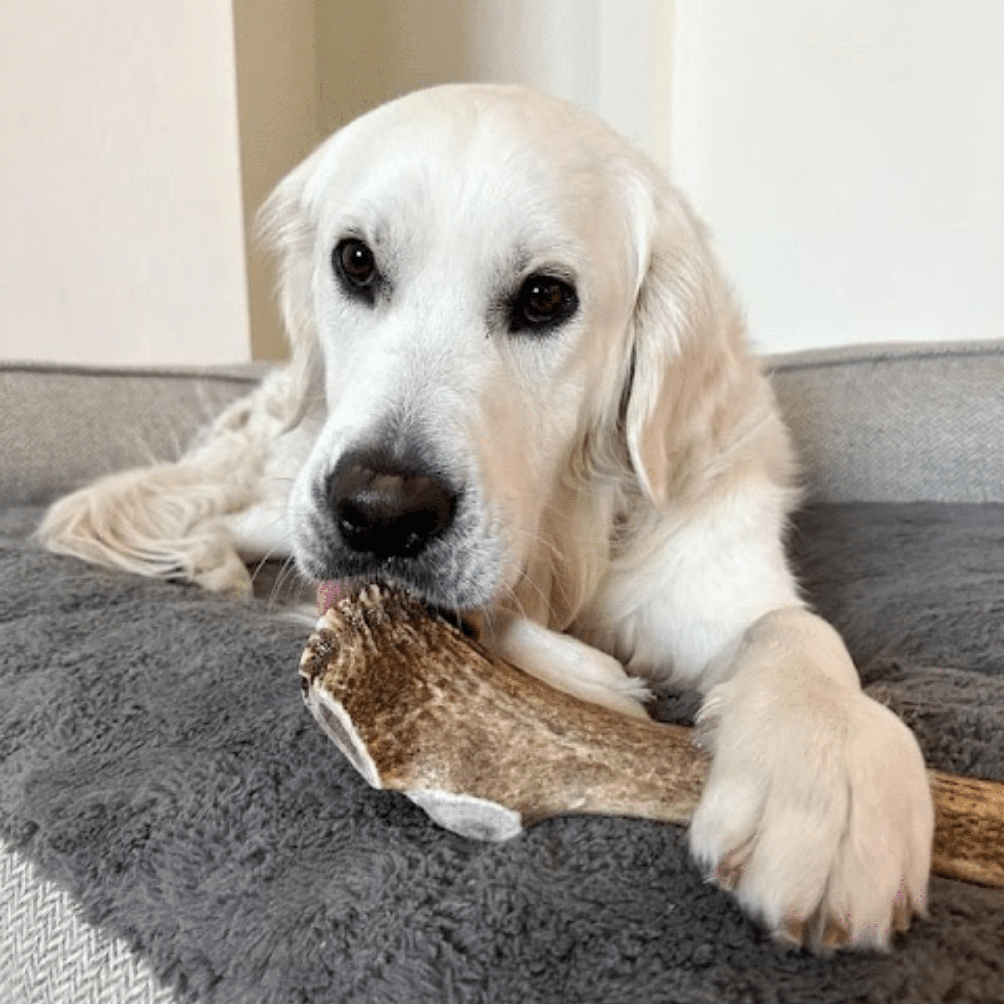 Elk Antler Dog Chews | All-Natural Whole and Split Elk Antler Chews for Dogs - Elite Pet Collective