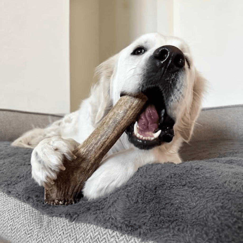 Elk Antler Dog Chews | All-Natural Whole and Split Elk Antler Chews for Dogs - Elite Pet Collective