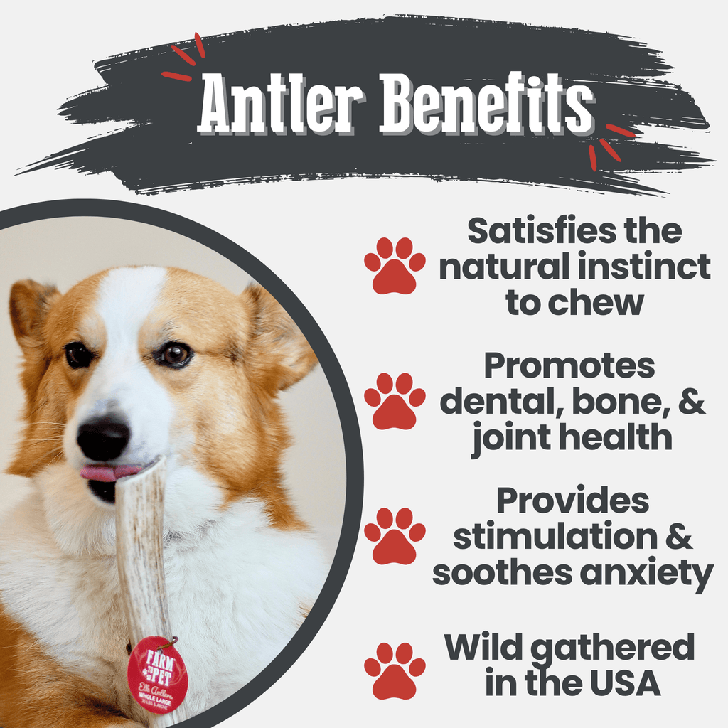 Elk Antler Dog Chews | All-Natural Whole and Split Elk Antler Chews for Dogs - Elite Pet Collective
