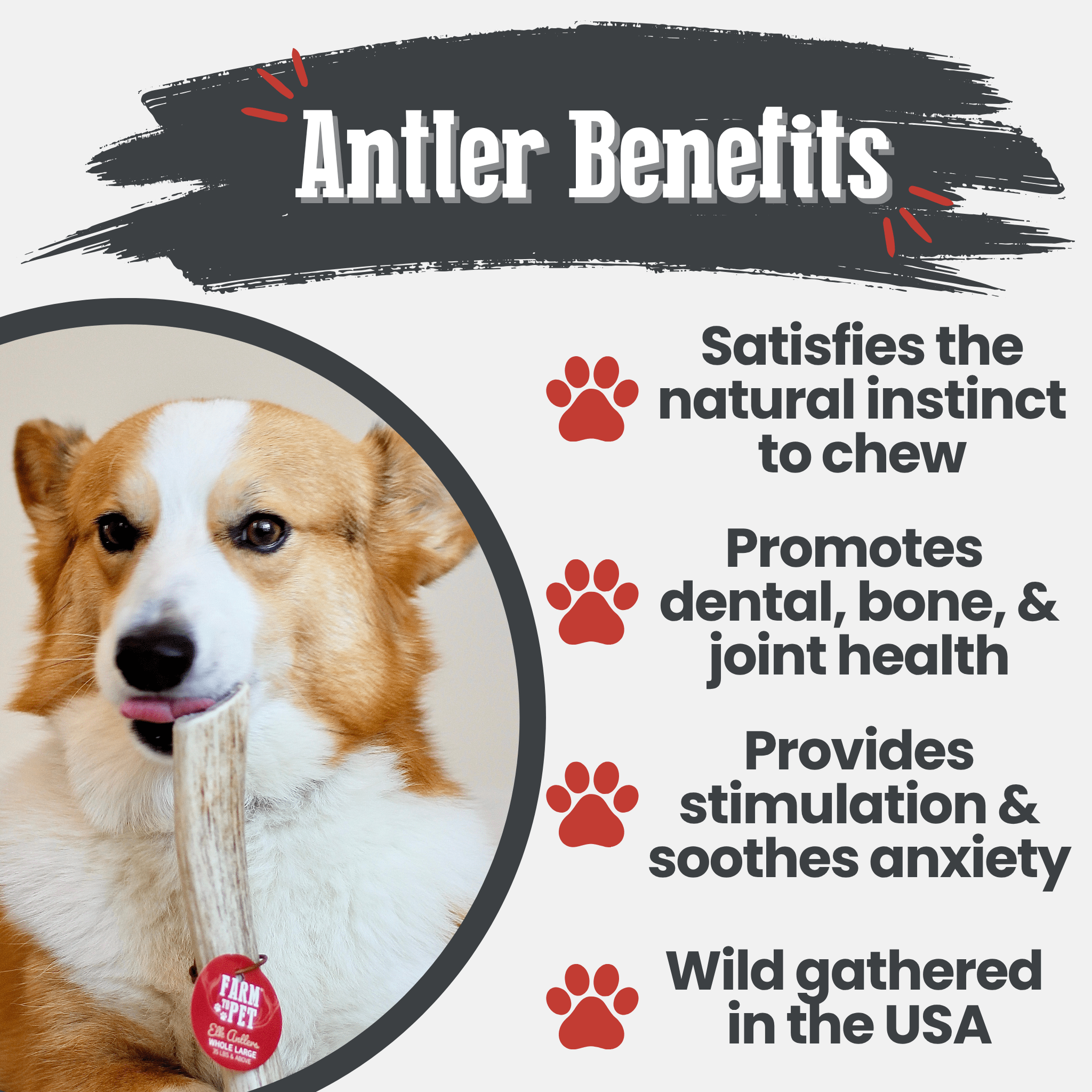 Elk Antler Dog Chews | All-Natural Whole and Split Elk Antler Chews for Dogs - Elite Pet Collective