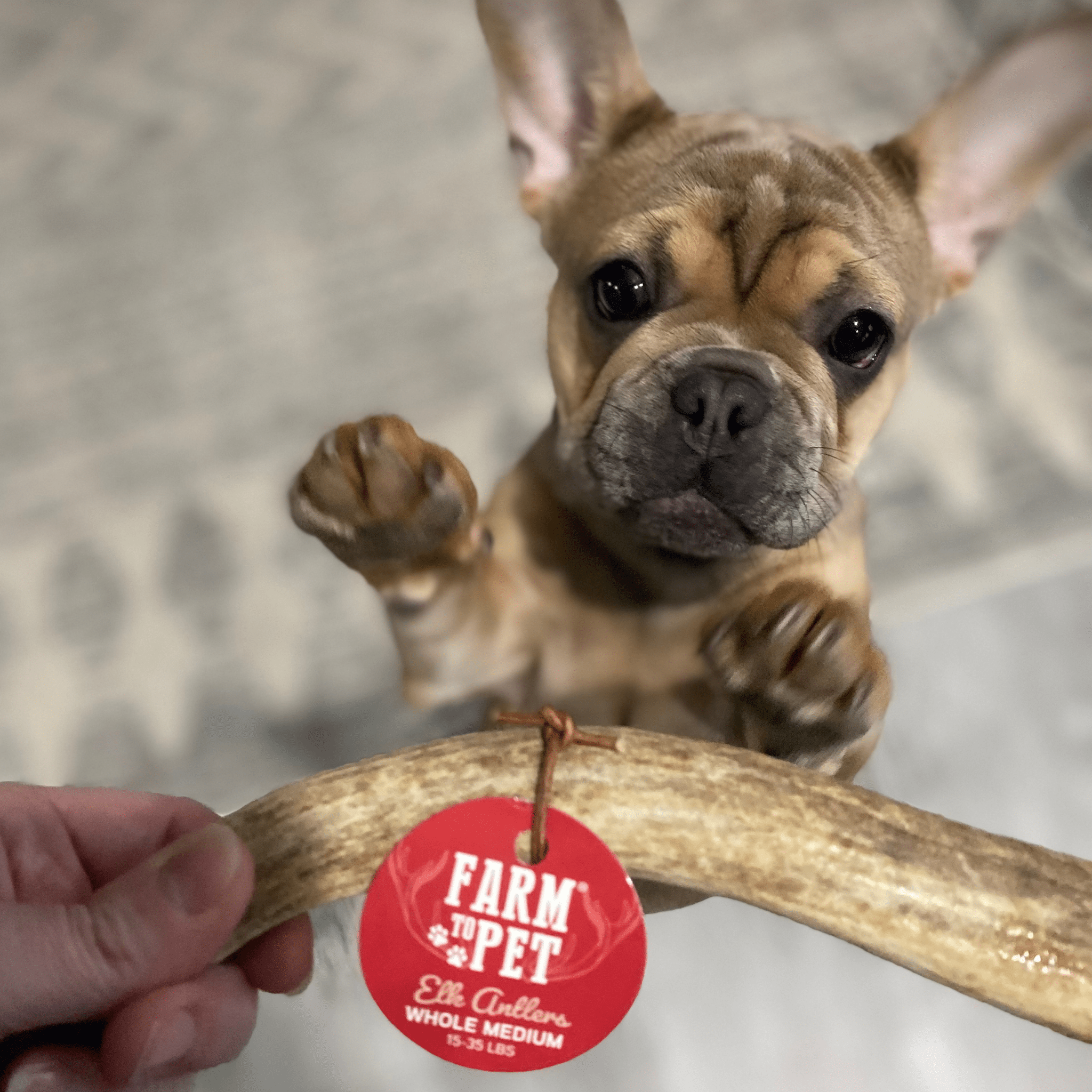 Elk Antler Dog Chews | All-Natural Whole and Split Elk Antler Chews for Dogs - Elite Pet Collective