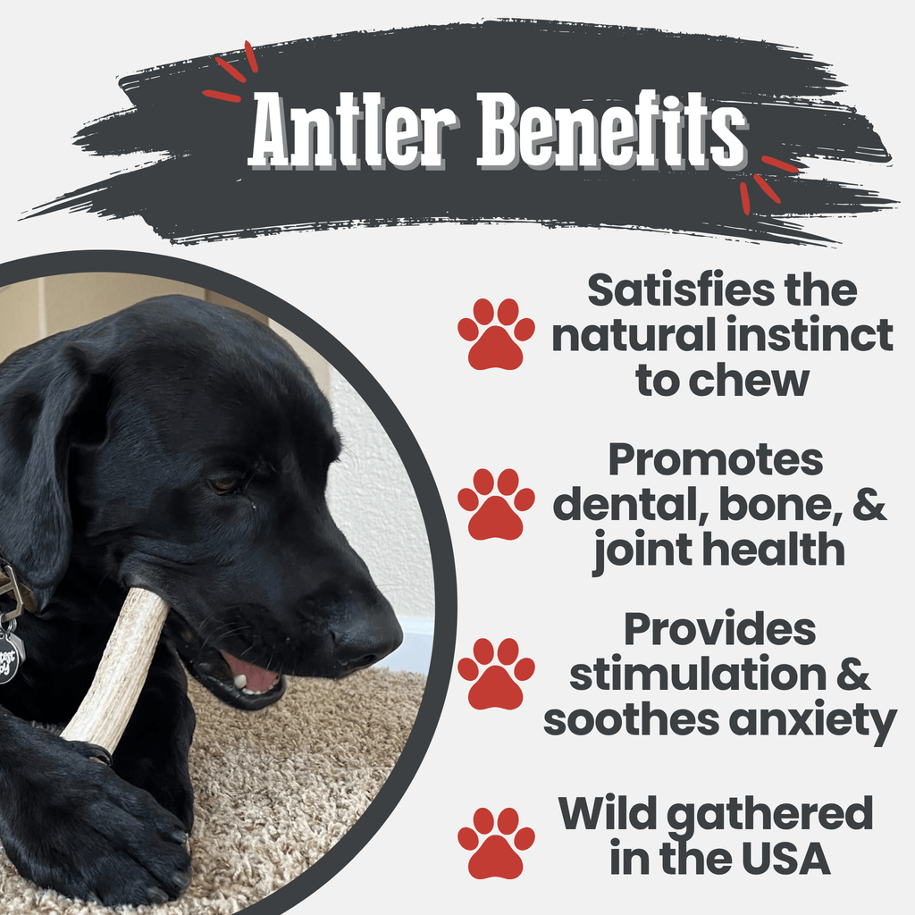 Elk Antler Dog Chews | All-Natural Whole and Split Elk Antler Chews for Dogs - Elite Pet Collective