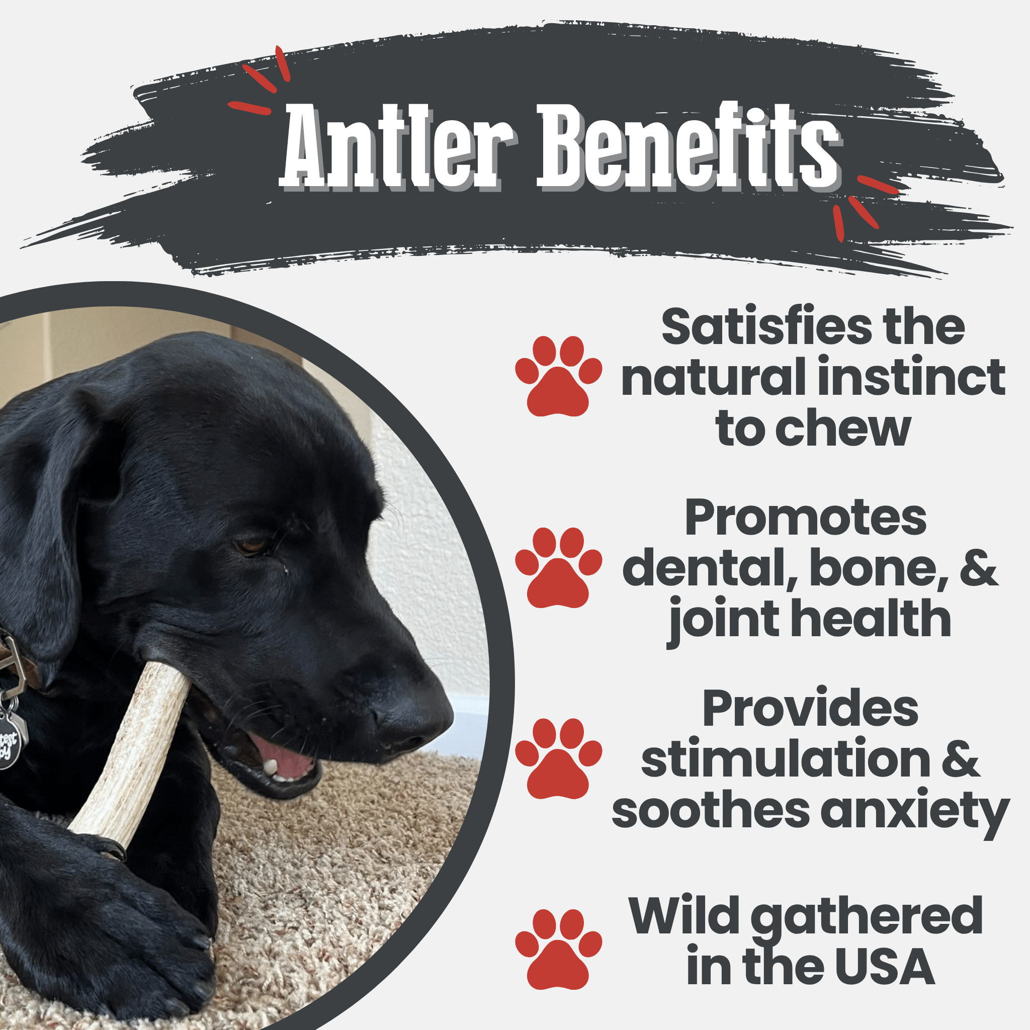 Elk Antler Dog Chews | All-Natural Whole and Split Elk Antler Chews for Dogs - Elite Pet Collective