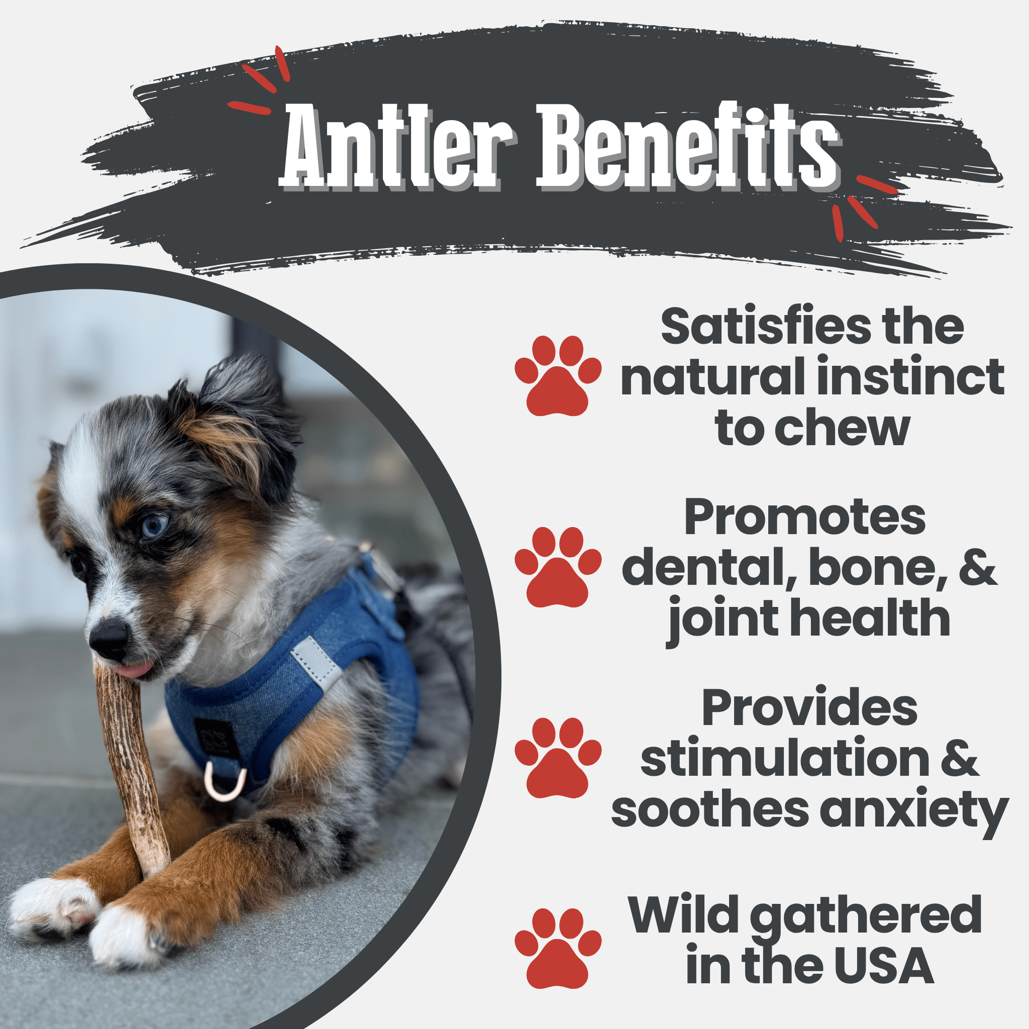 Elk Antler Dog Chews | All-Natural Whole and Split Elk Antler Chews for Dogs - Elite Pet Collective