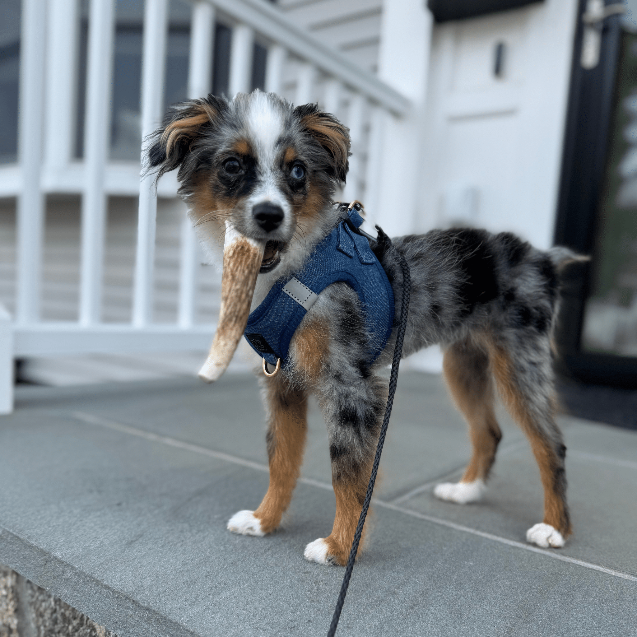 Elk Antler Dog Chews | All-Natural Whole and Split Elk Antler Chews for Dogs - Elite Pet Collective
