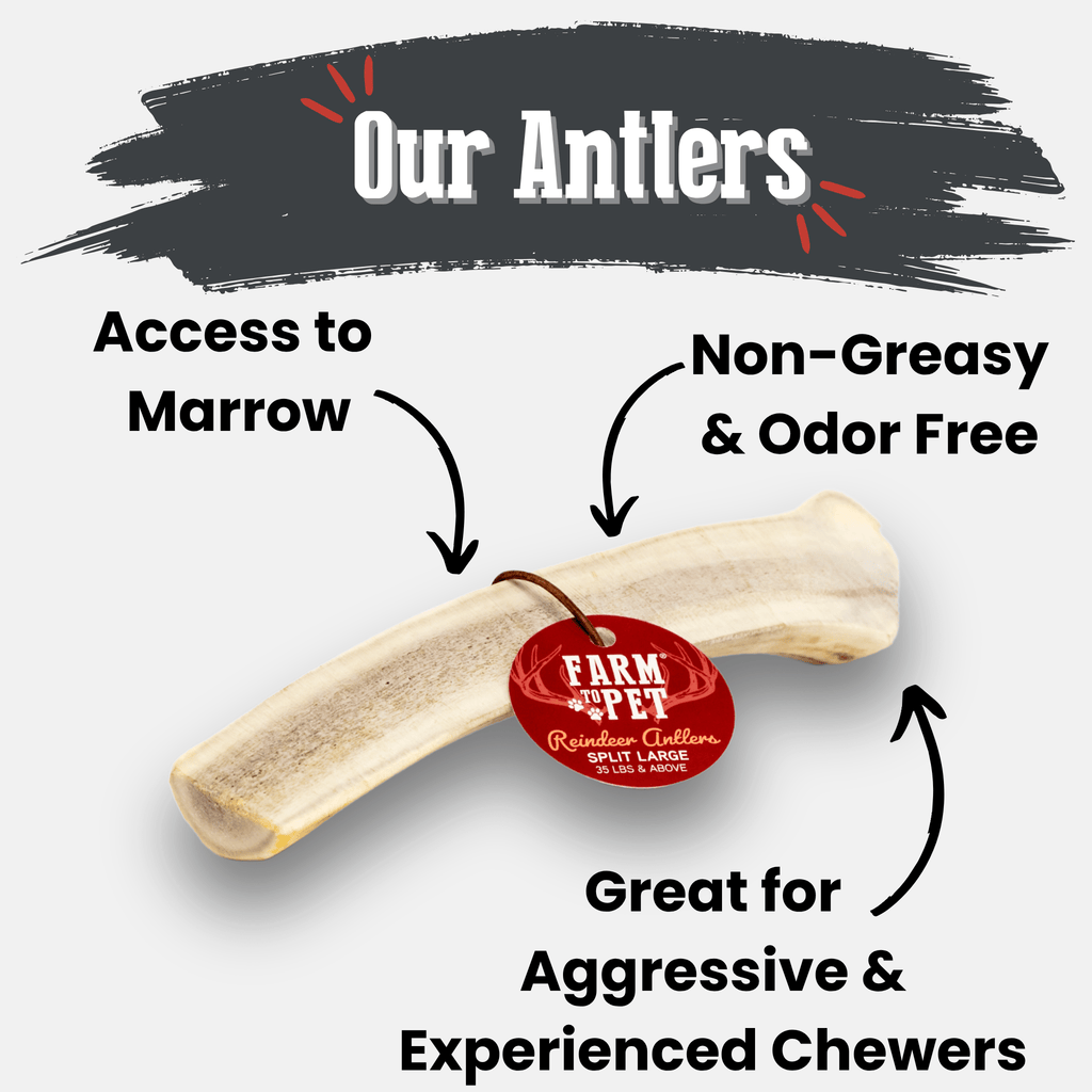 Reindeer Antler Dog Chews | Organic Chews for Dogs - Elite Pet Collective