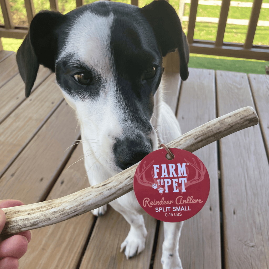 Reindeer Antler Dog Chews | Organic Chews for Dogs - Elite Pet Collective