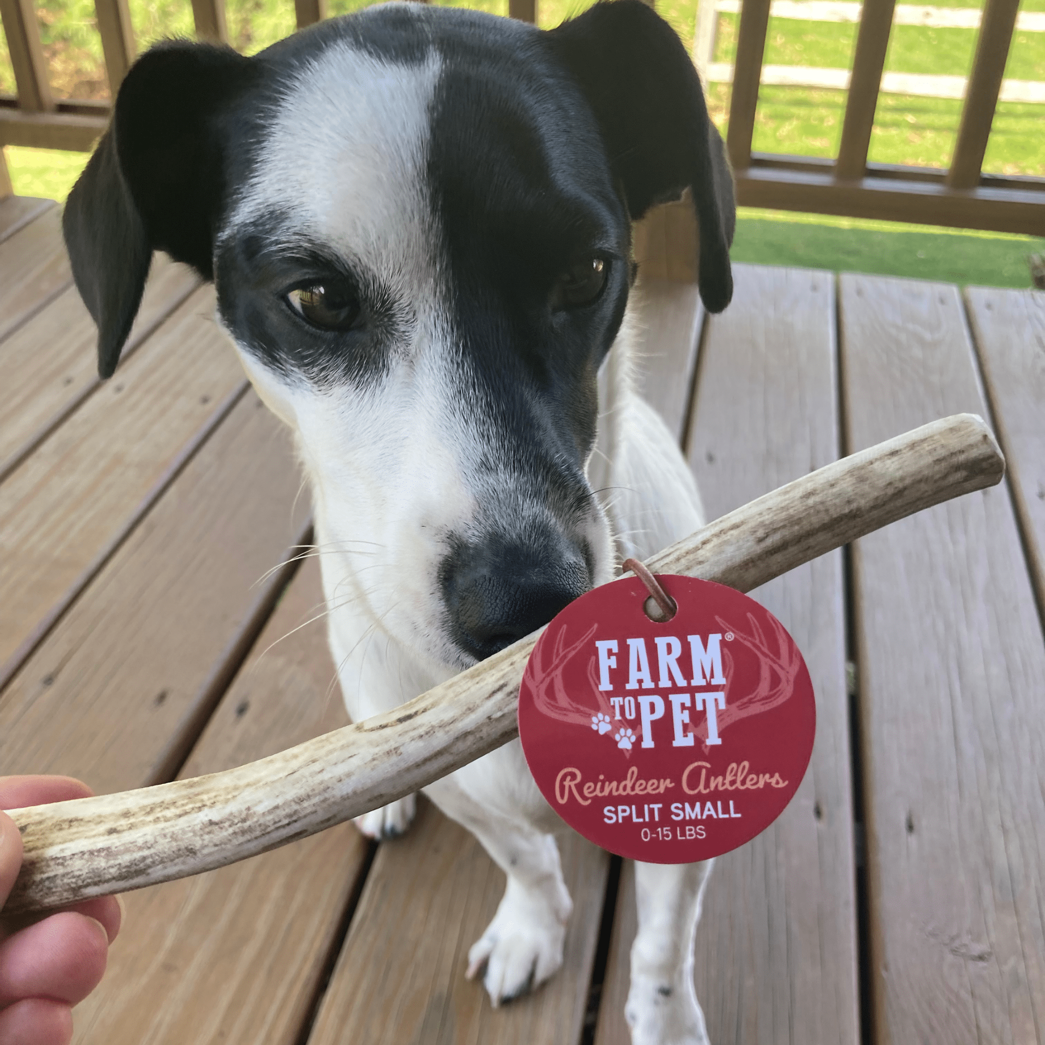 Reindeer Antler Dog Chews | Organic Chews for Dogs - Elite Pet Collective
