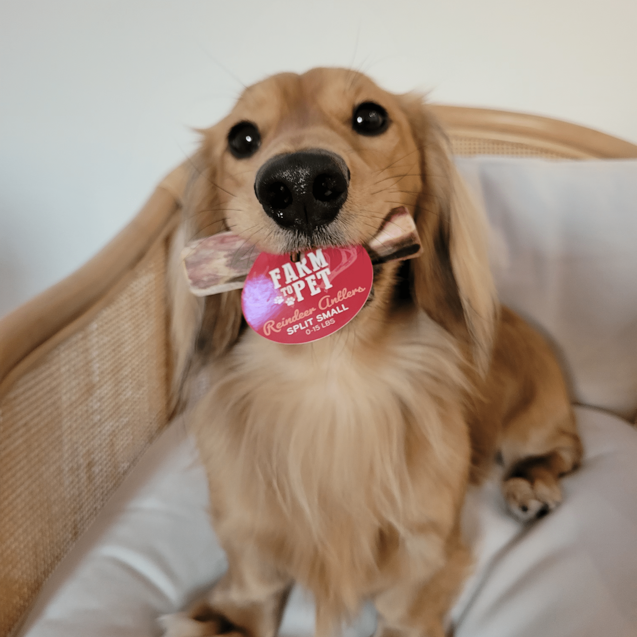 Reindeer Antler Dog Chews | Organic Chews for Dogs - Elite Pet Collective