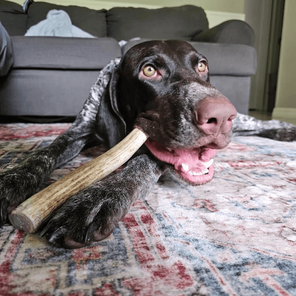 Reindeer Antler Dog Chews | Organic Chews for Dogs - Elite Pet Collective