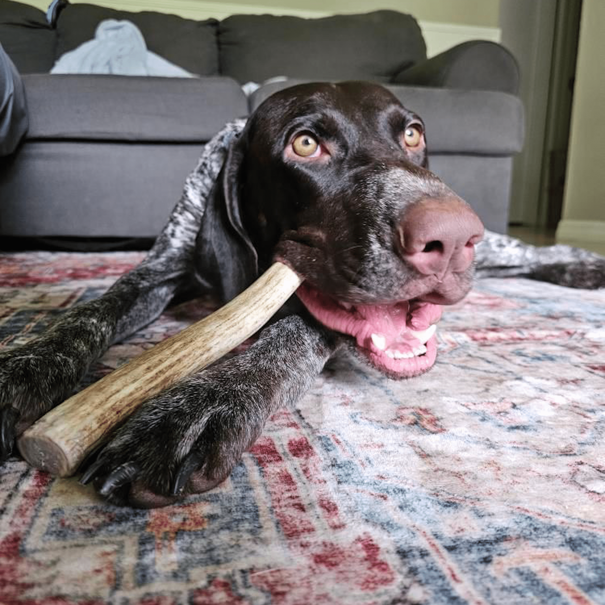Reindeer Antler Dog Chews | Organic Chews for Dogs - Elite Pet Collective