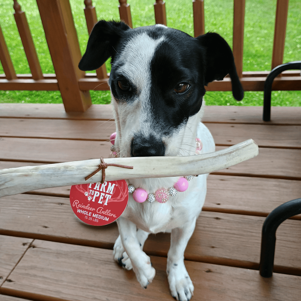 Reindeer Antler Dog Chews | Organic Chews for Dogs - Elite Pet Collective