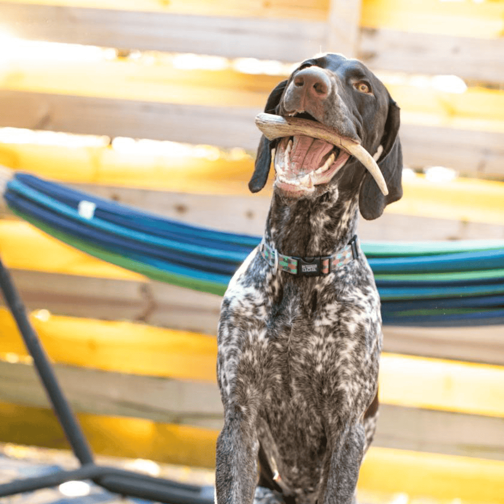 Reindeer Antler Dog Chews | Organic Chews for Dogs - Elite Pet Collective