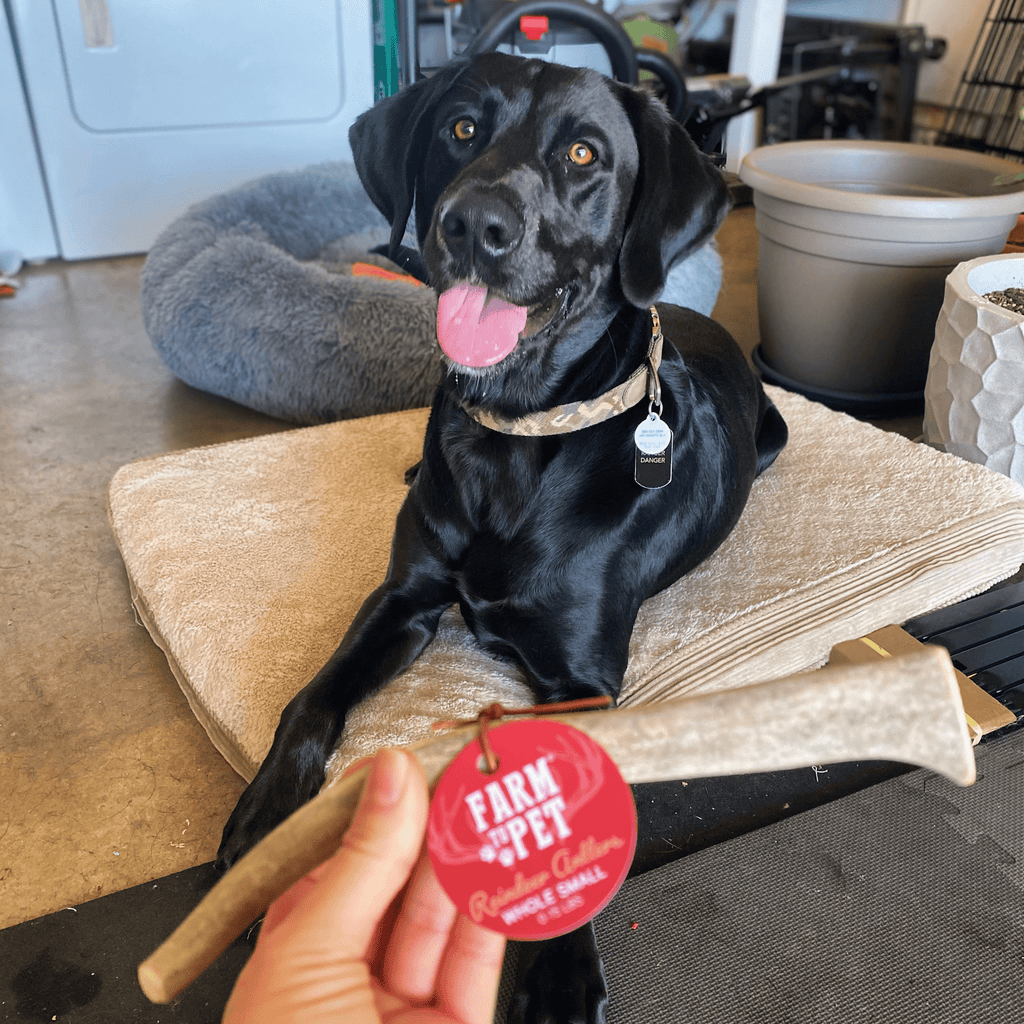 Reindeer Antler Dog Chews | Organic Chews for Dogs - Elite Pet Collective