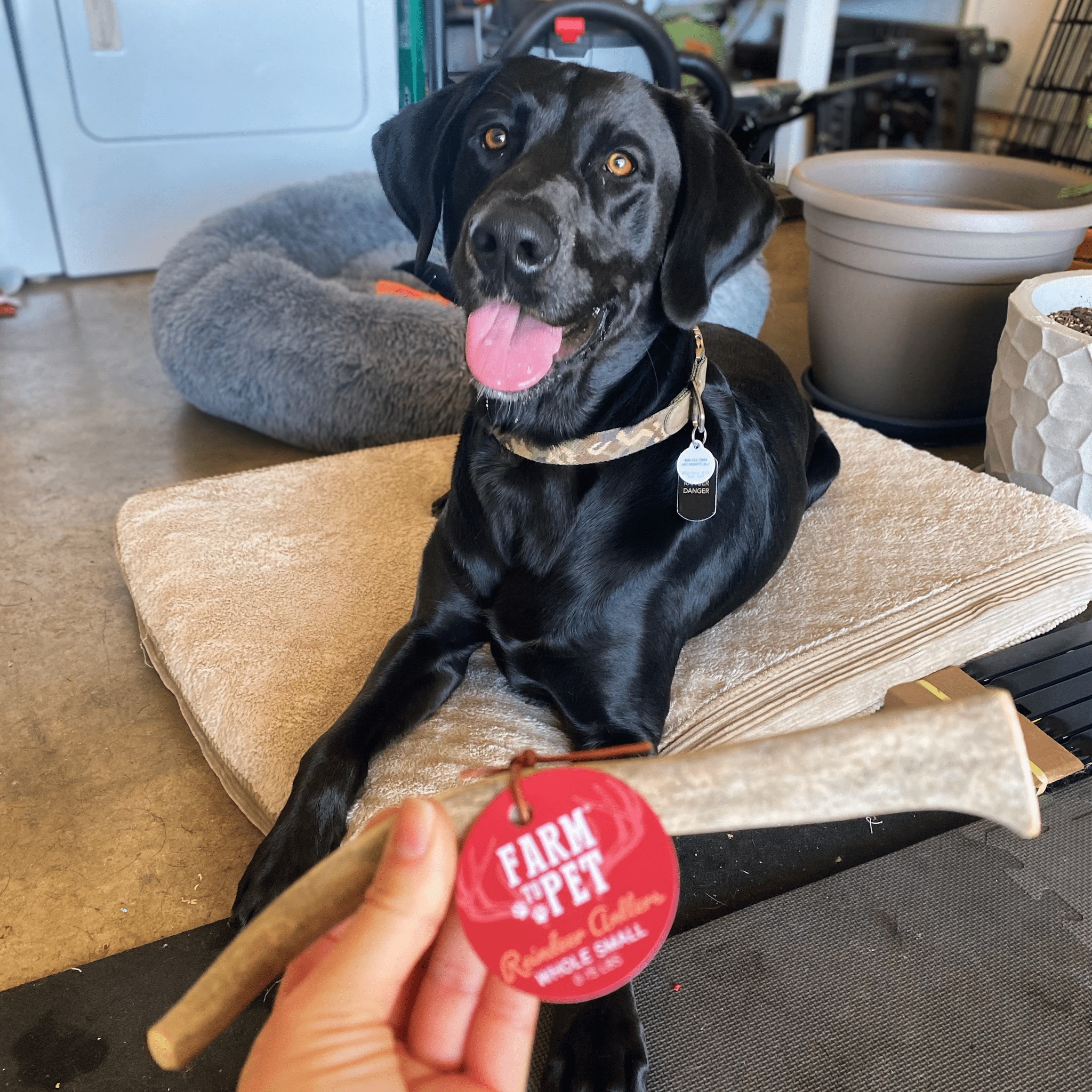 Reindeer Antler Dog Chews | Organic Chews for Dogs - Elite Pet Collective