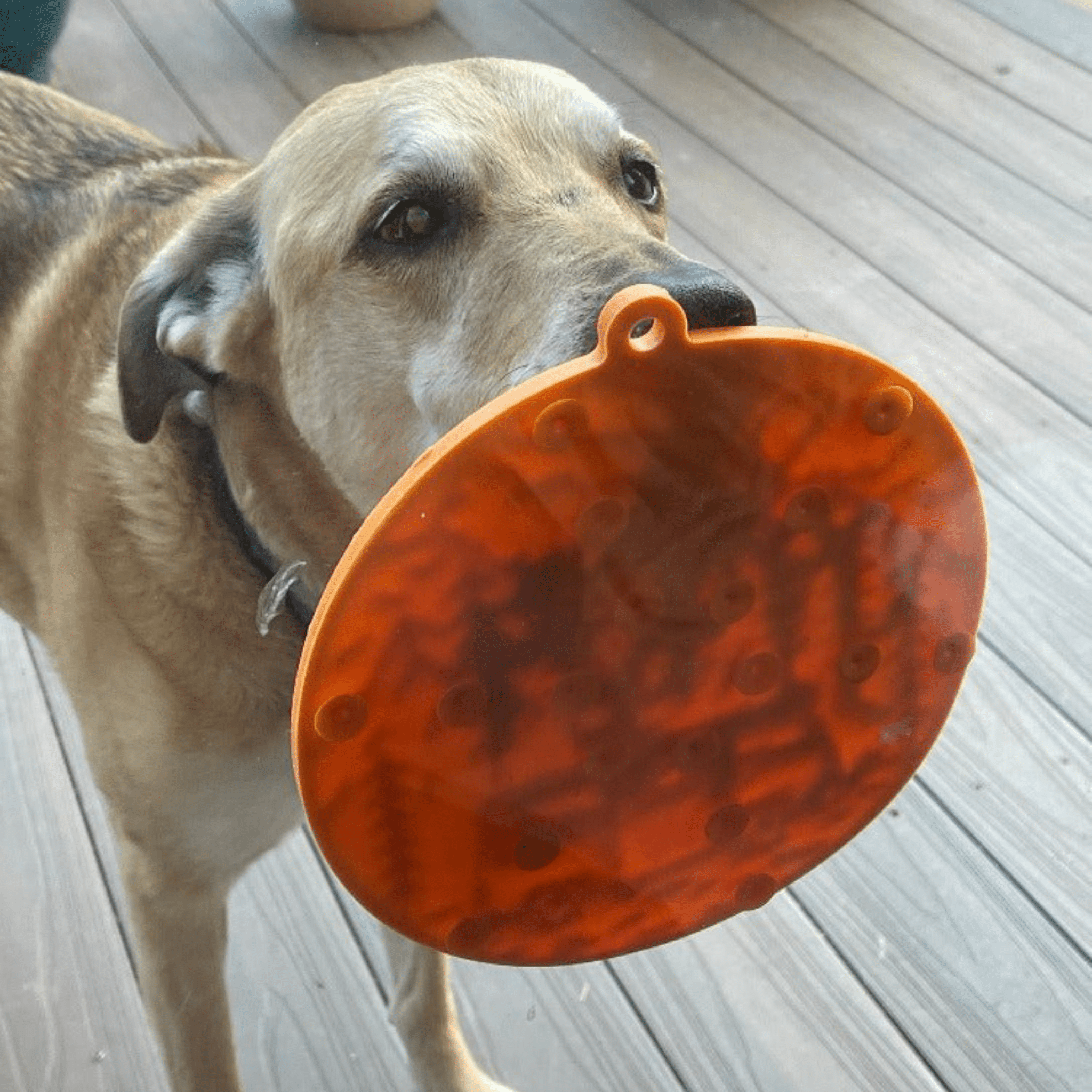 Dog Lick Mats with Suction Cups - Elite Pet Collective