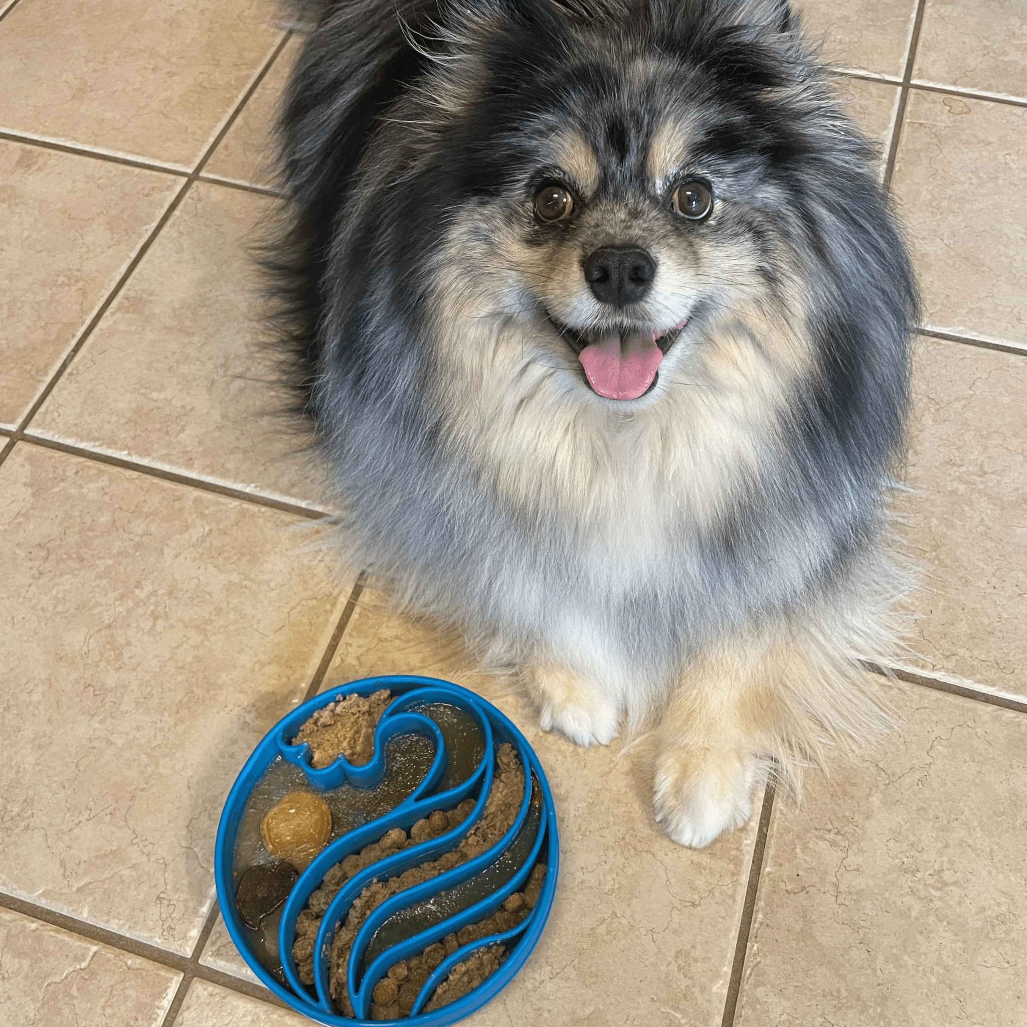 Slow Feeder Dog Bowls - Elite Pet Collective