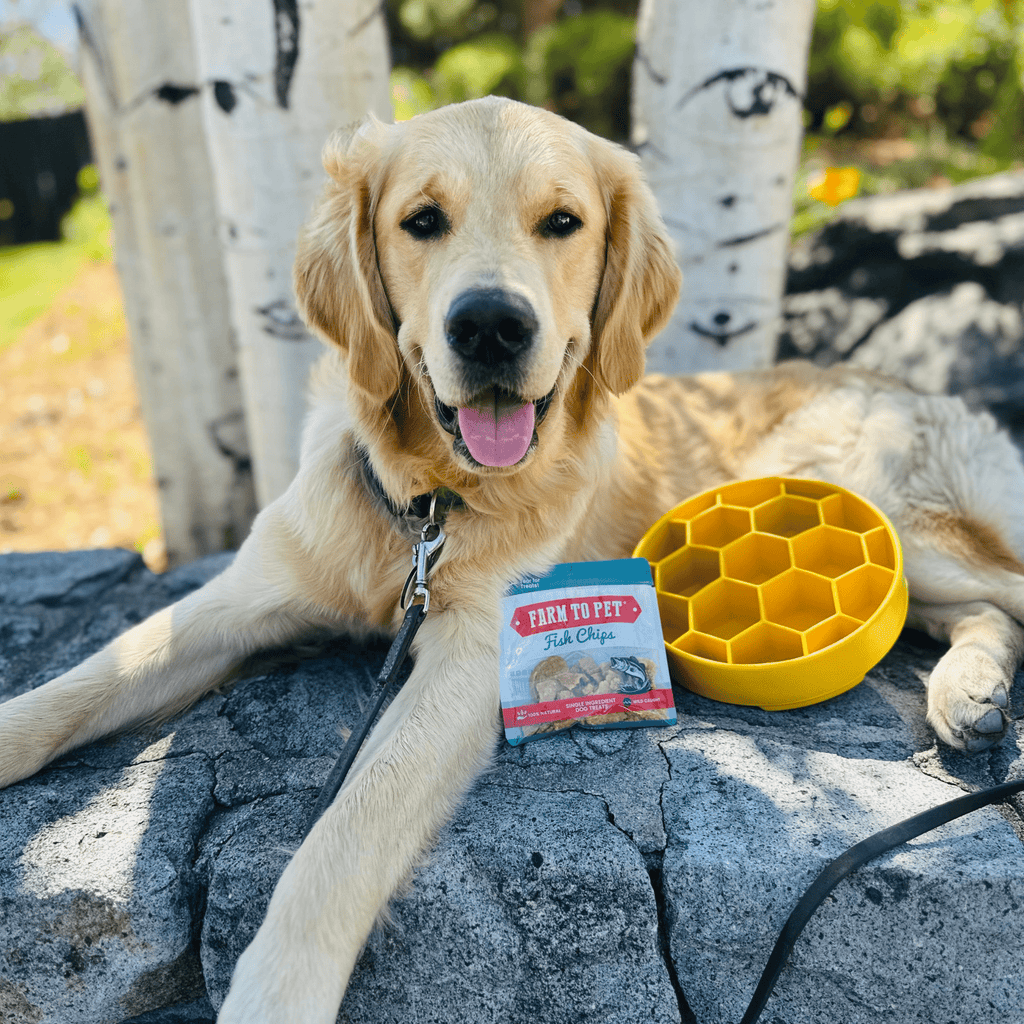 Slow Feeder Dog Bowls - Elite Pet Collective