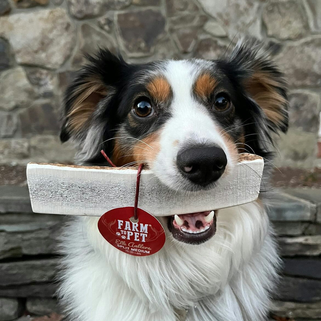 Elk Antler Dog Chews | All-Natural Whole and Split Elk Antler Chews for Dogs - Elite Pet Collective