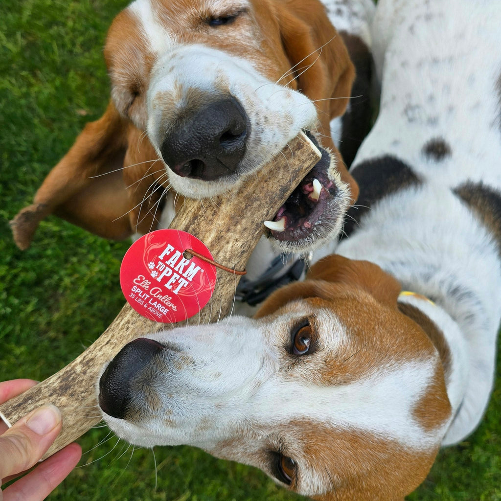 Elk Antler Dog Chews | All-Natural Whole and Split Elk Antler Chews for Dogs - Elite Pet Collective