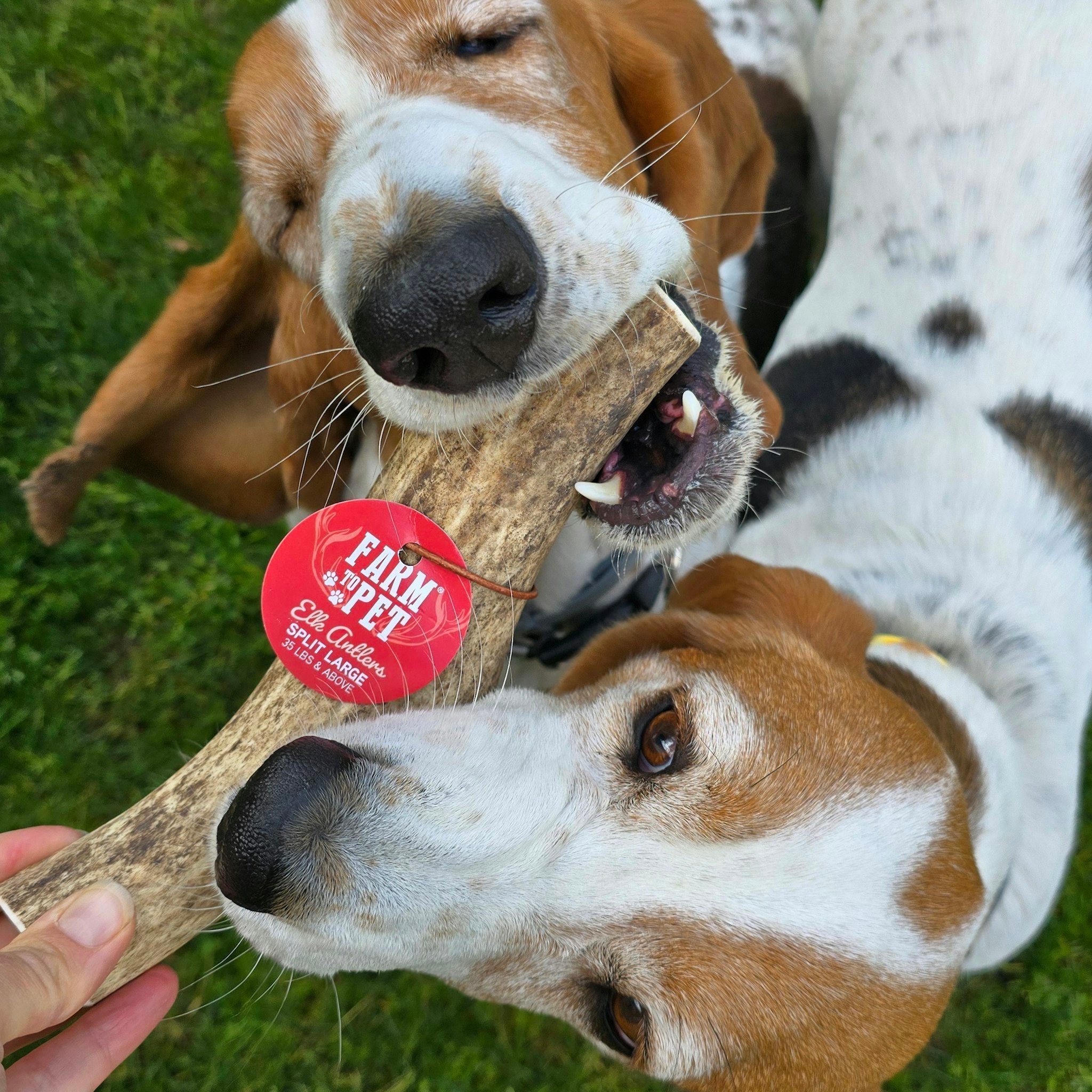 Elk Antler Dog Chews | All-Natural Whole and Split Elk Antler Chews for Dogs - Elite Pet Collective