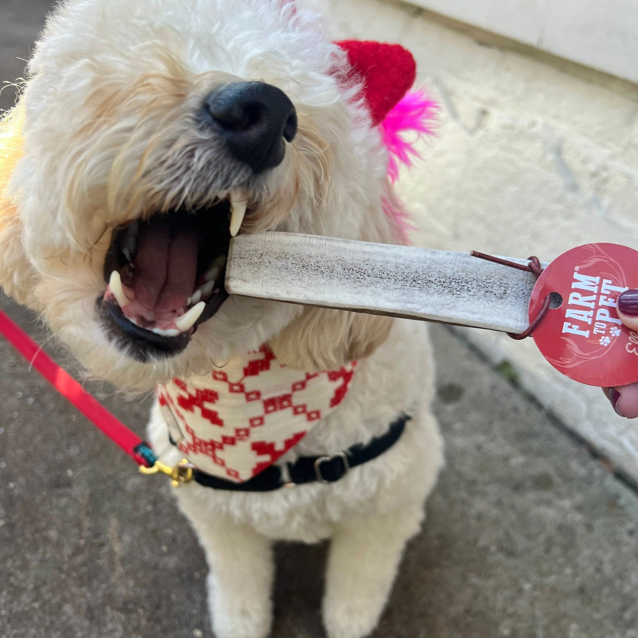 Elk Antler Dog Chews | All-Natural Whole and Split Elk Antler Chews for Dogs - Elite Pet Collective